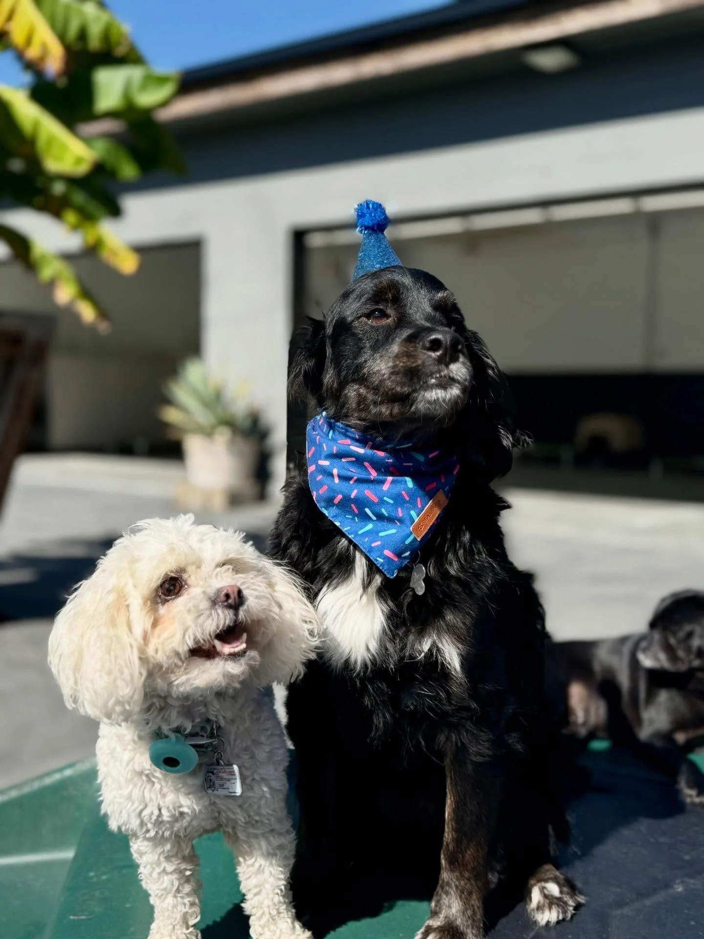 Happy Birthday Archie!! 💙