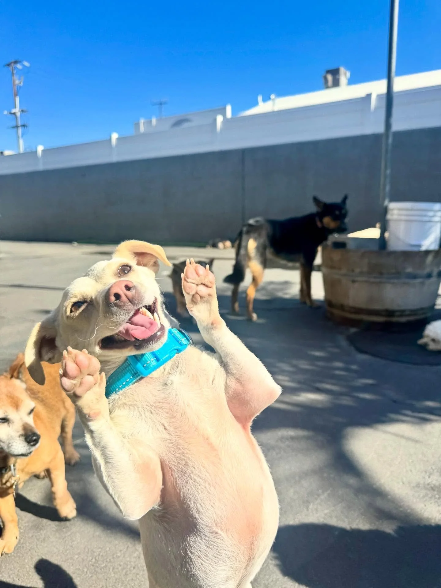Wave your paws in the air like you just don&rsquo;t care 😆🙆&zwj;♂️💁&zwj;♀️🐾