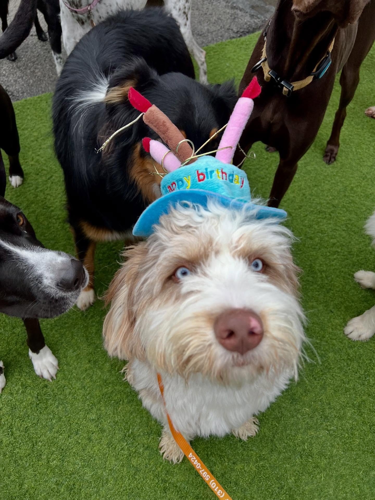 Happy Birthday Ozzie &amp; Alex! 🥳🥳🥳