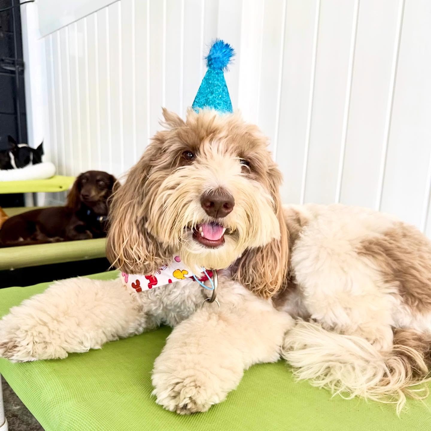 Happy Birthday Oliver &amp; Snoopy! 🧁🧁🧁