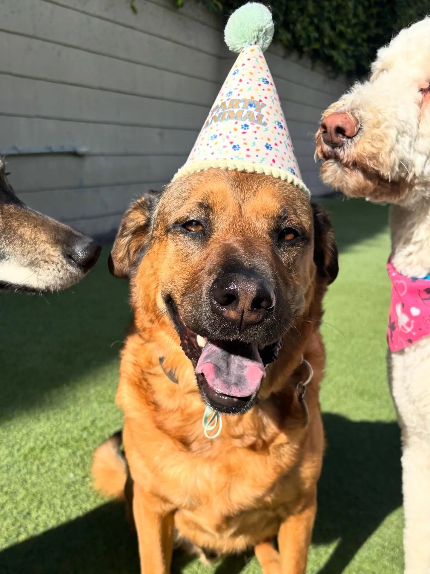 Happy Birthday Theo!!! 🎈🎈🎈