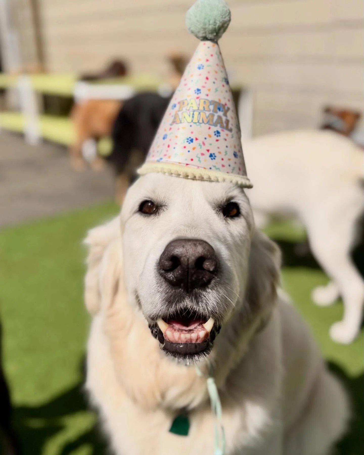 Happy Birthday Ben Jr &amp; Banchan!!! 🥳🥳