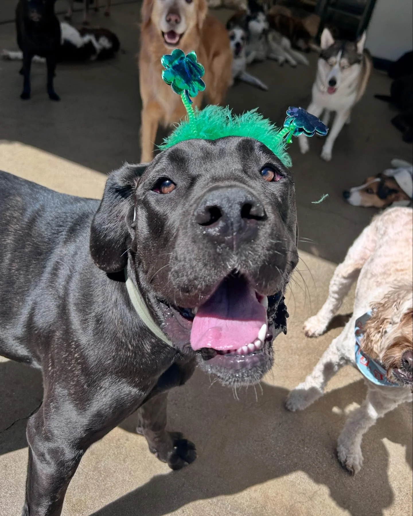 Happy St Patrick&rsquo;s Day! 🍀🍀🍀