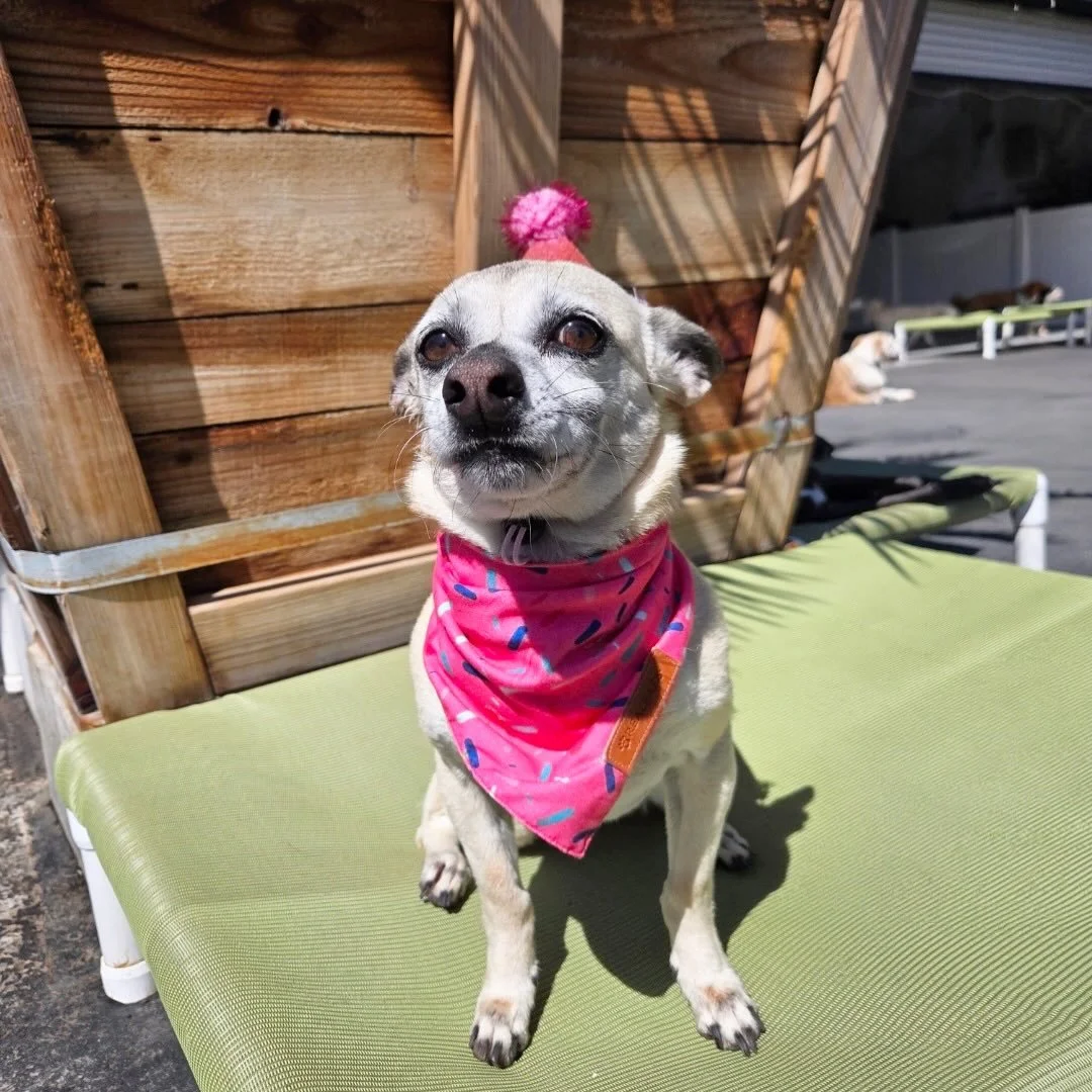 Happy Birthday Gracie! 💗💗💗