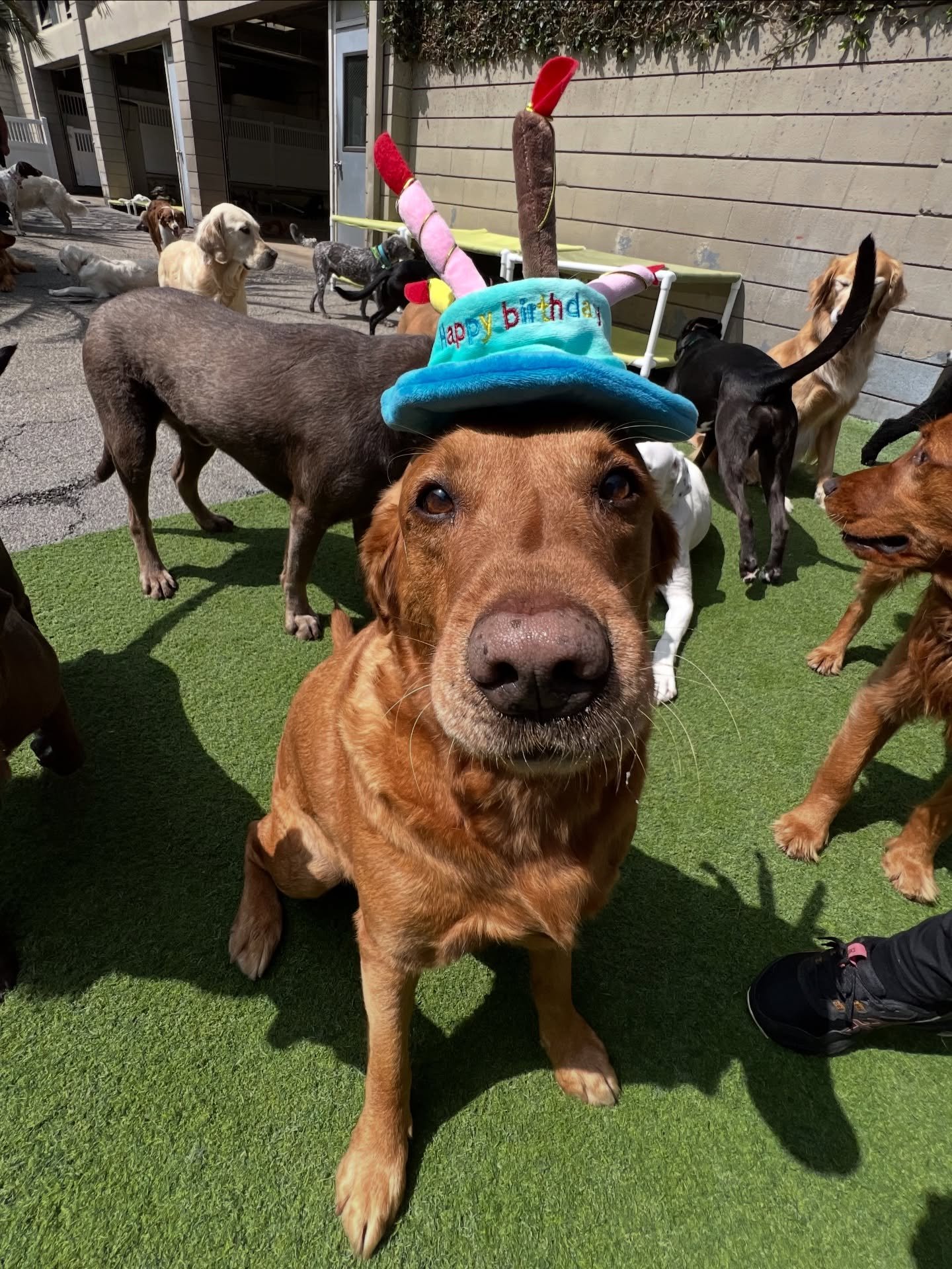 Happy Birthday Rufus!!! 🎉