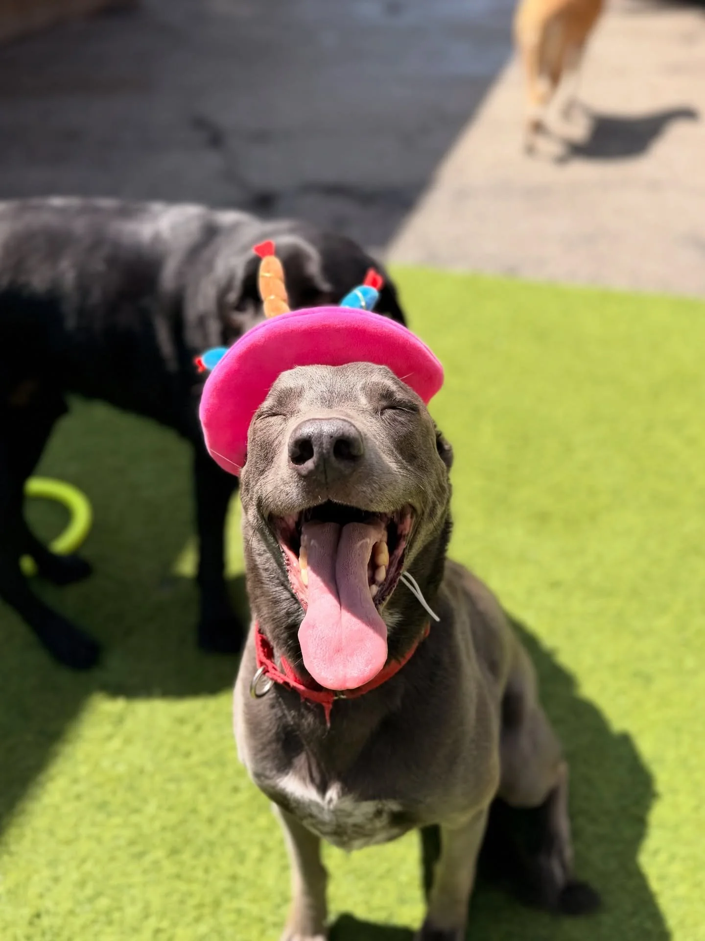 Happy Birthday Wolfie!!! 🎉