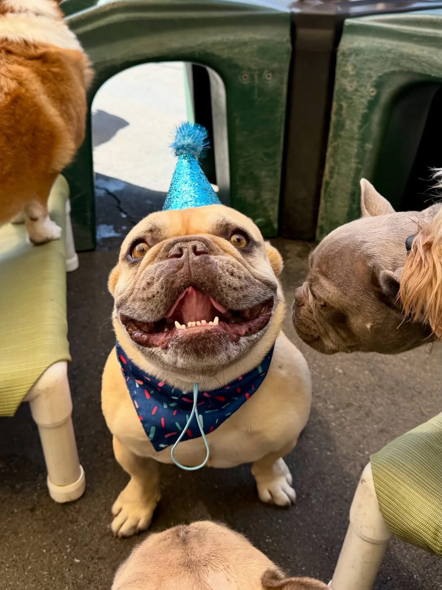 Happy Birthday Nelson &amp; Puppy!!! 🎉