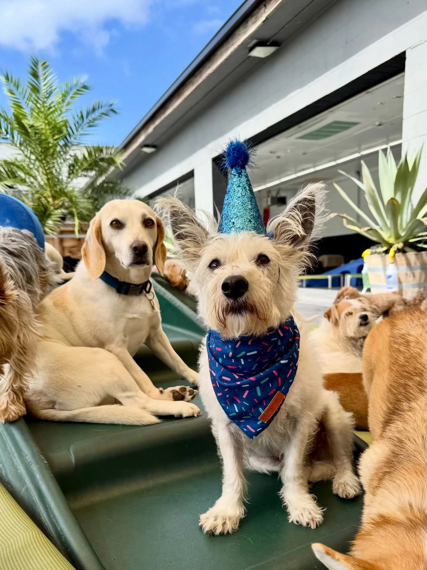 Happy Birthday Nacho &amp; Daisy!! 🎉🐶🎈