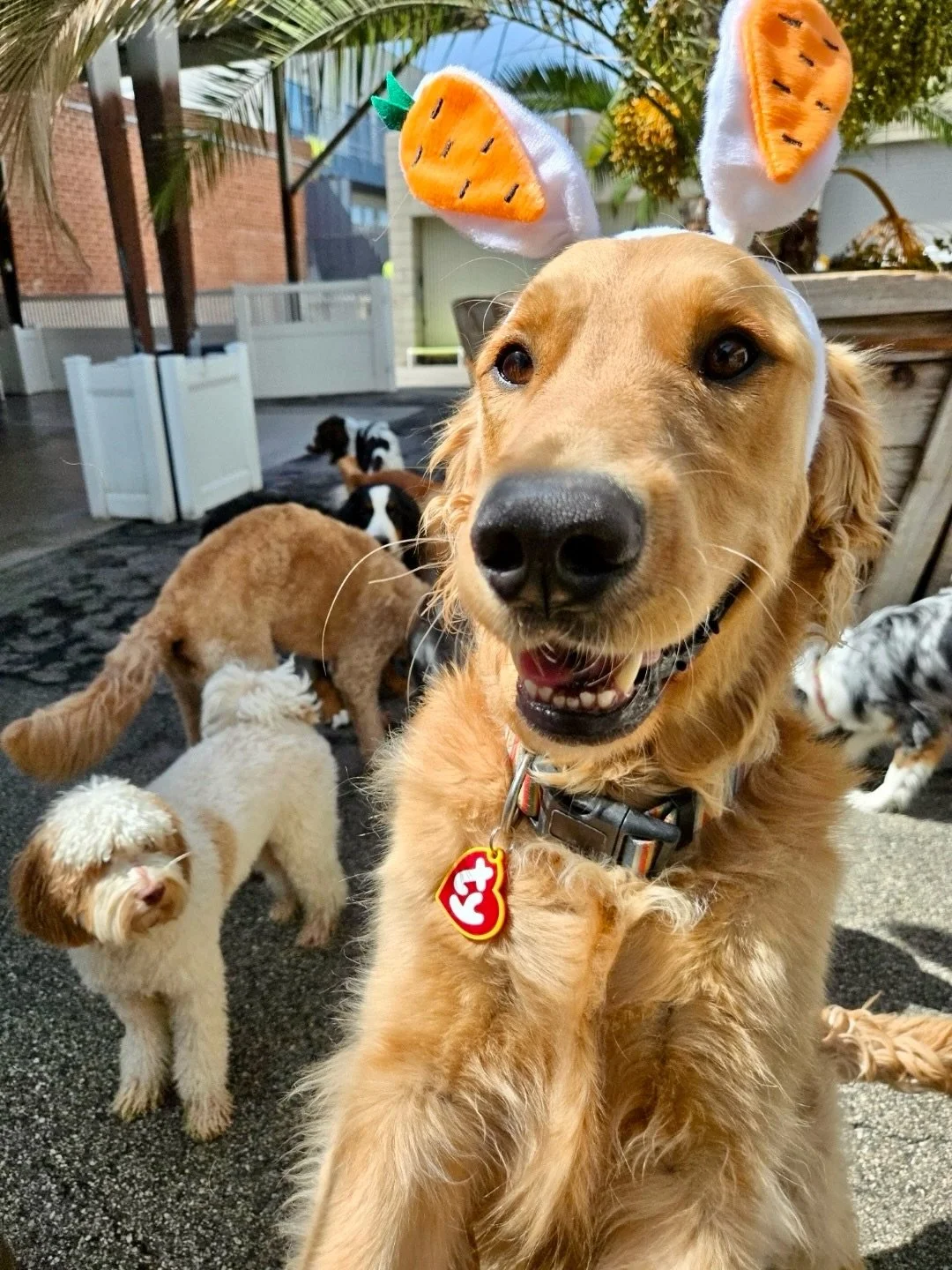 Hoppy Easter from these little bunnies! 🐣🐰🌷🪺🥰