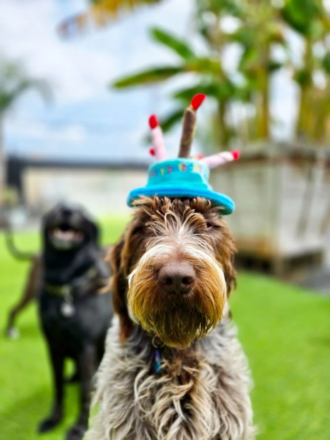 Happy Birthday Goose &amp; Georgie! 🎉🎉🎉