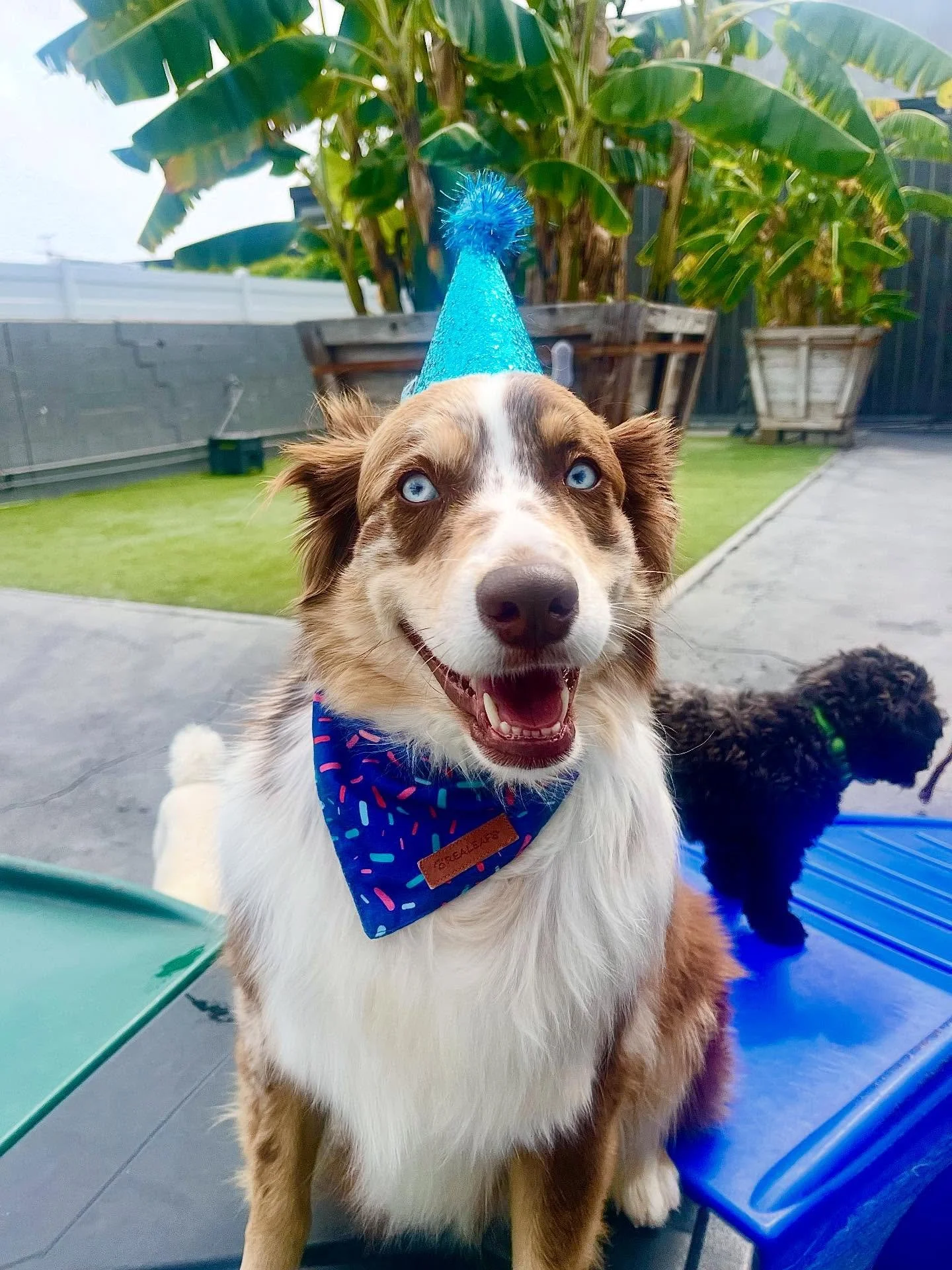 Happy Birthday Roman!!! 🎉