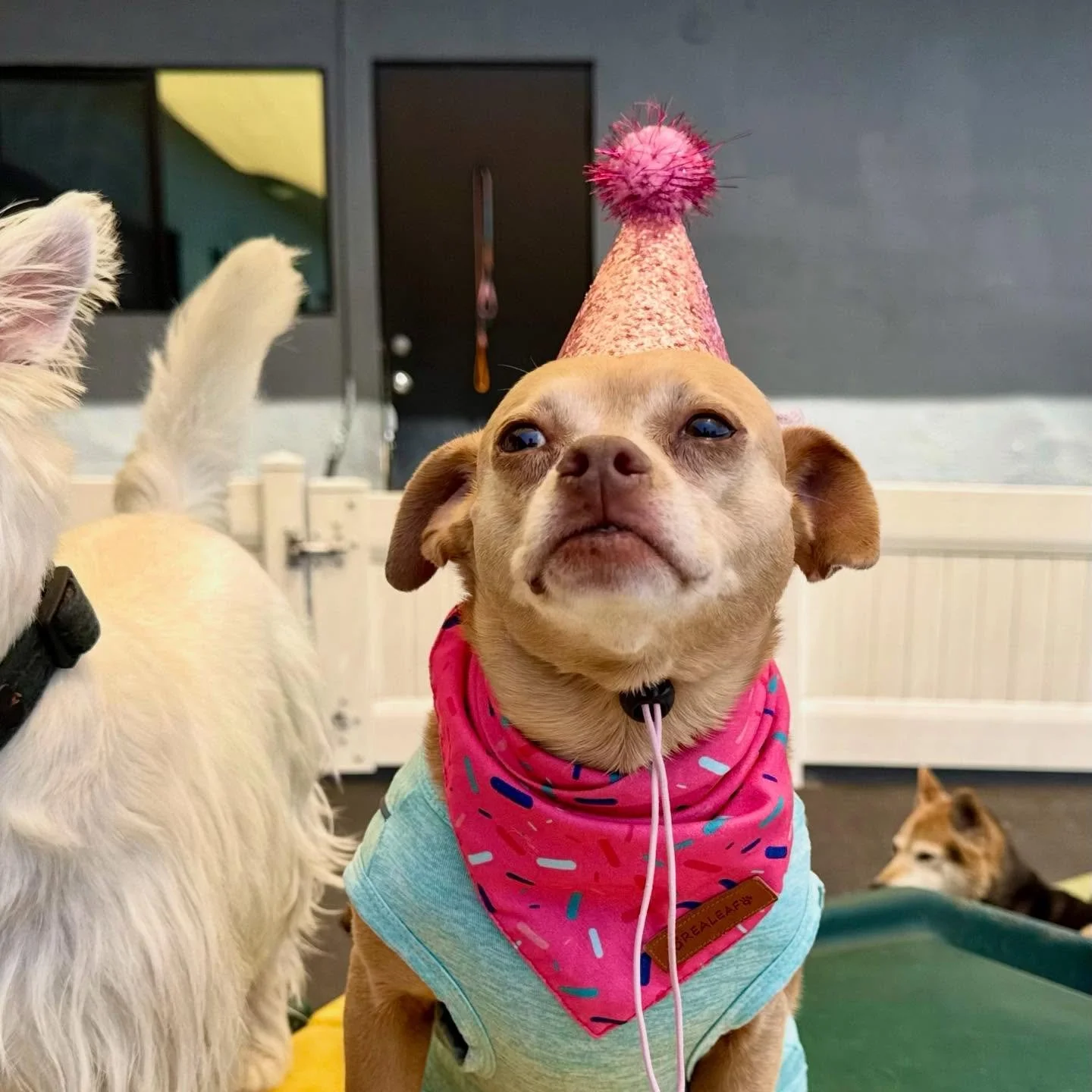 Happy Birthday Horchata!!! 💕