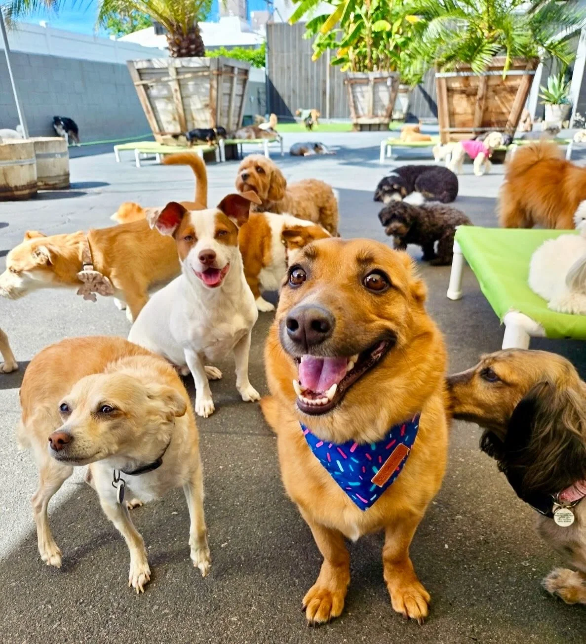 Happy Birthday Paddington!!! 🎈🎈🎈