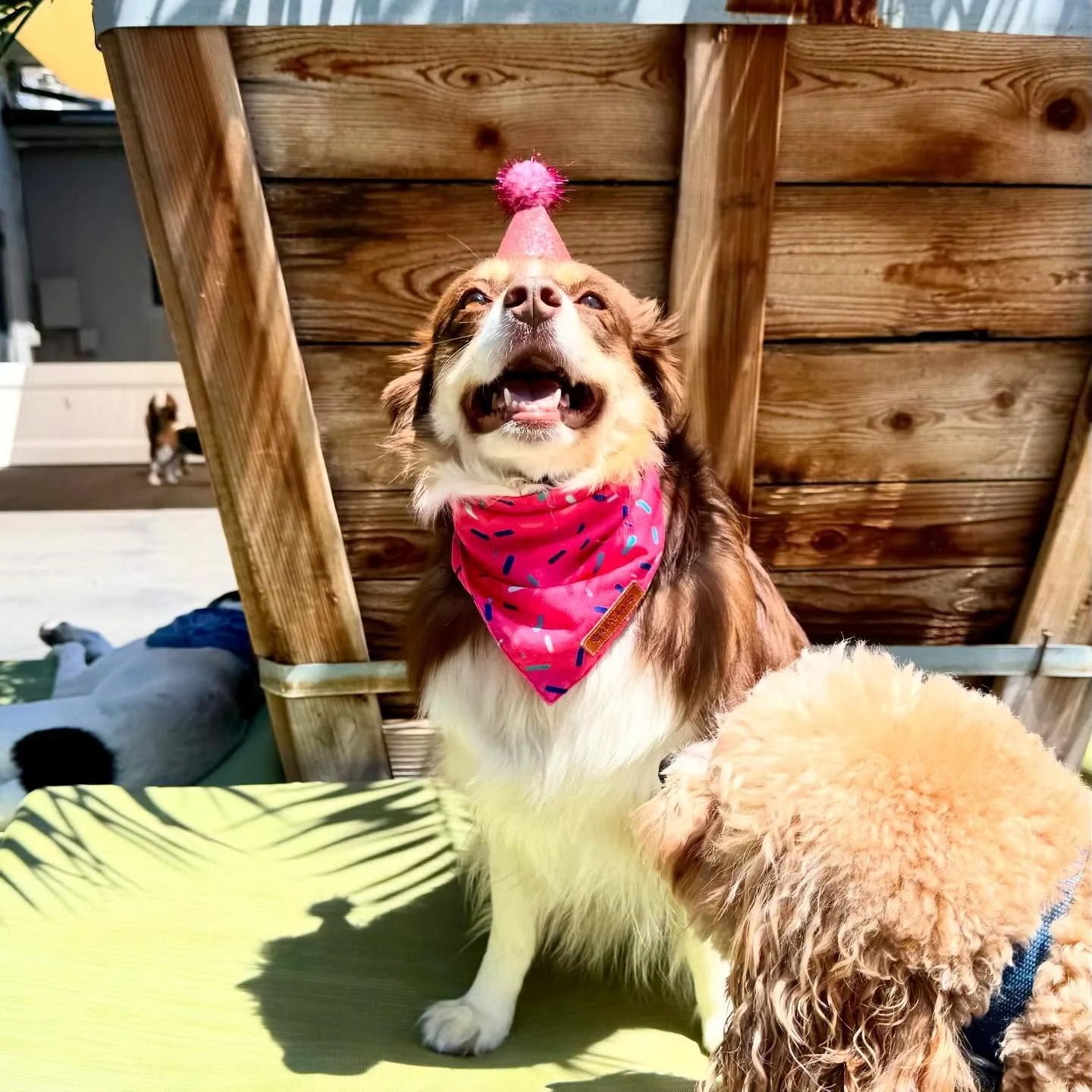Happy Birthday Scarlet &amp; Disco!! 🥳🥳🥳