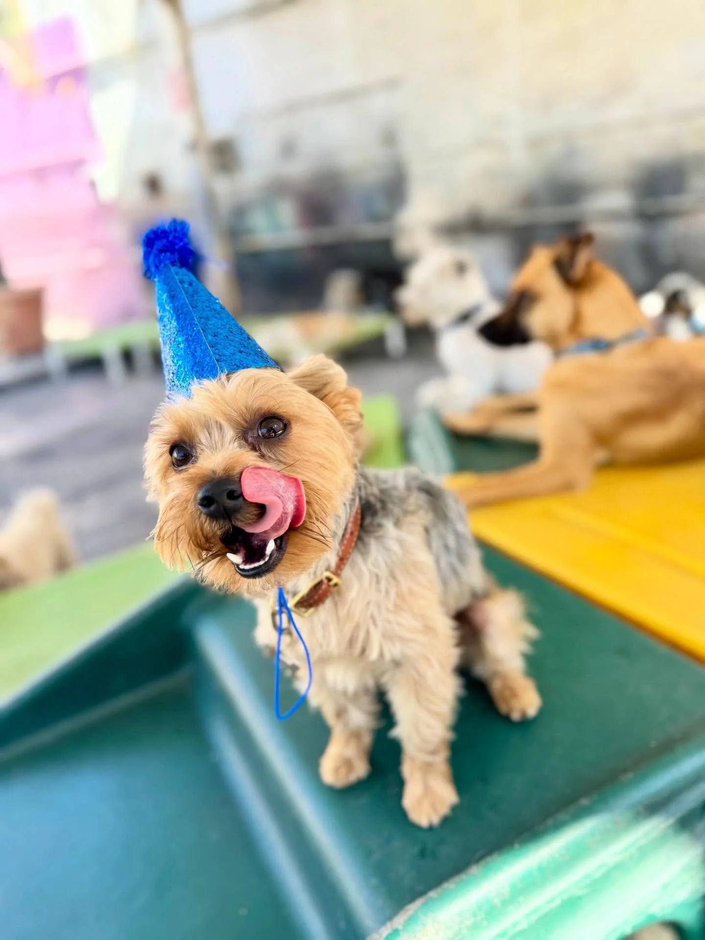 Happy Birthday Vanguard!!! 🎉🎉🎉