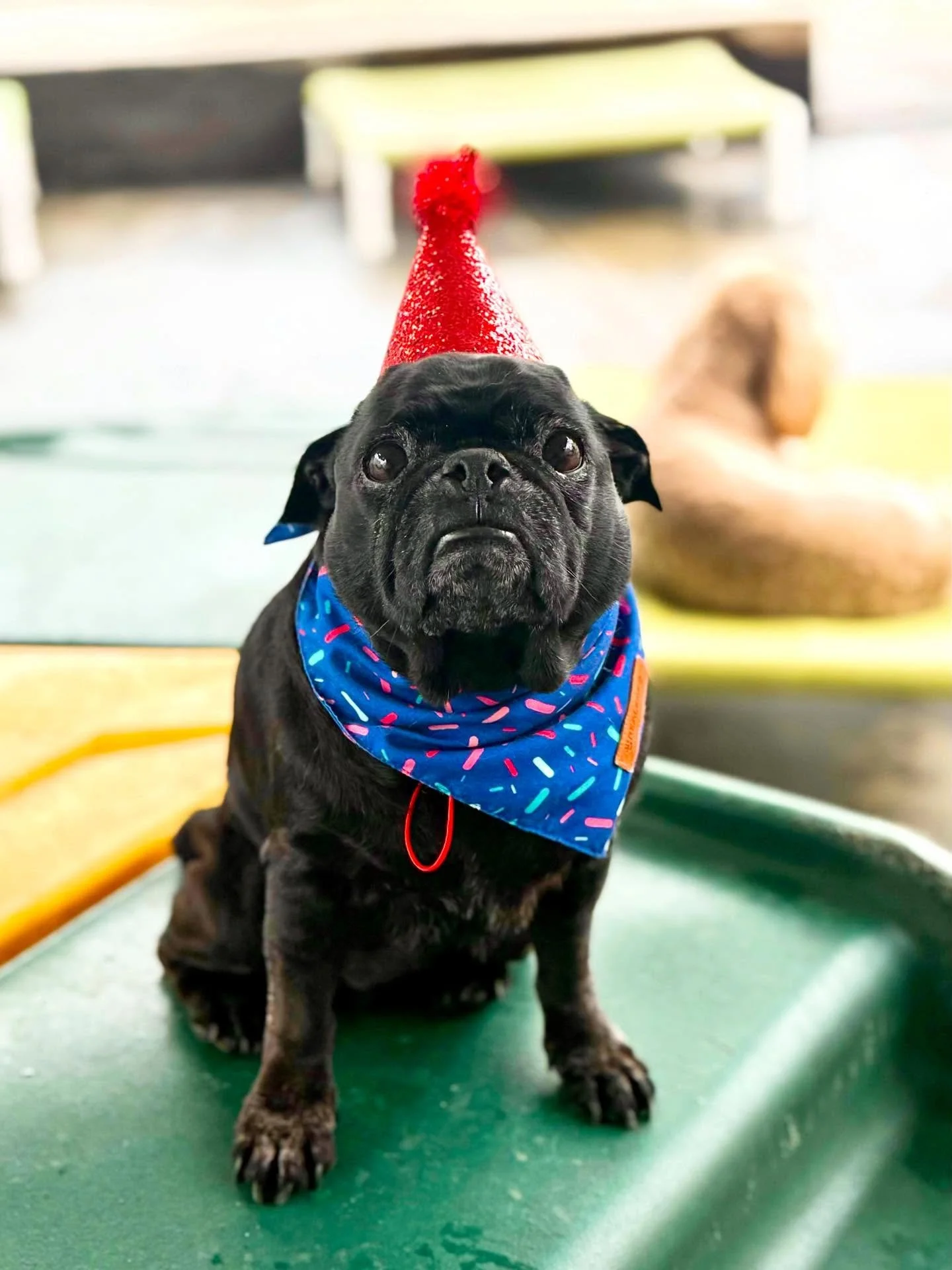 Happy Birthday Piggie Smalls!!! 🎉❤️🐶