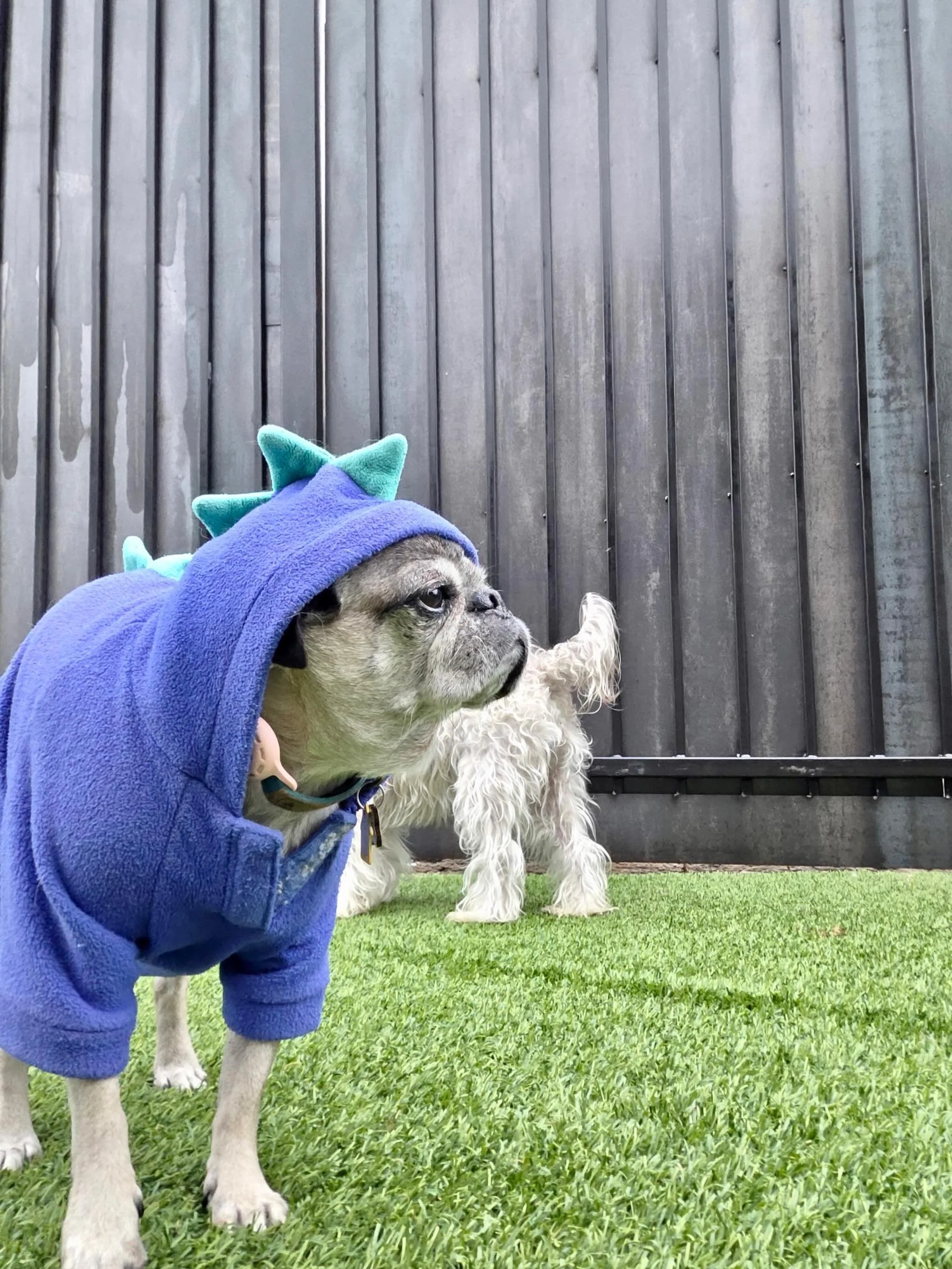 Rawr 🦖 ☺️🐾