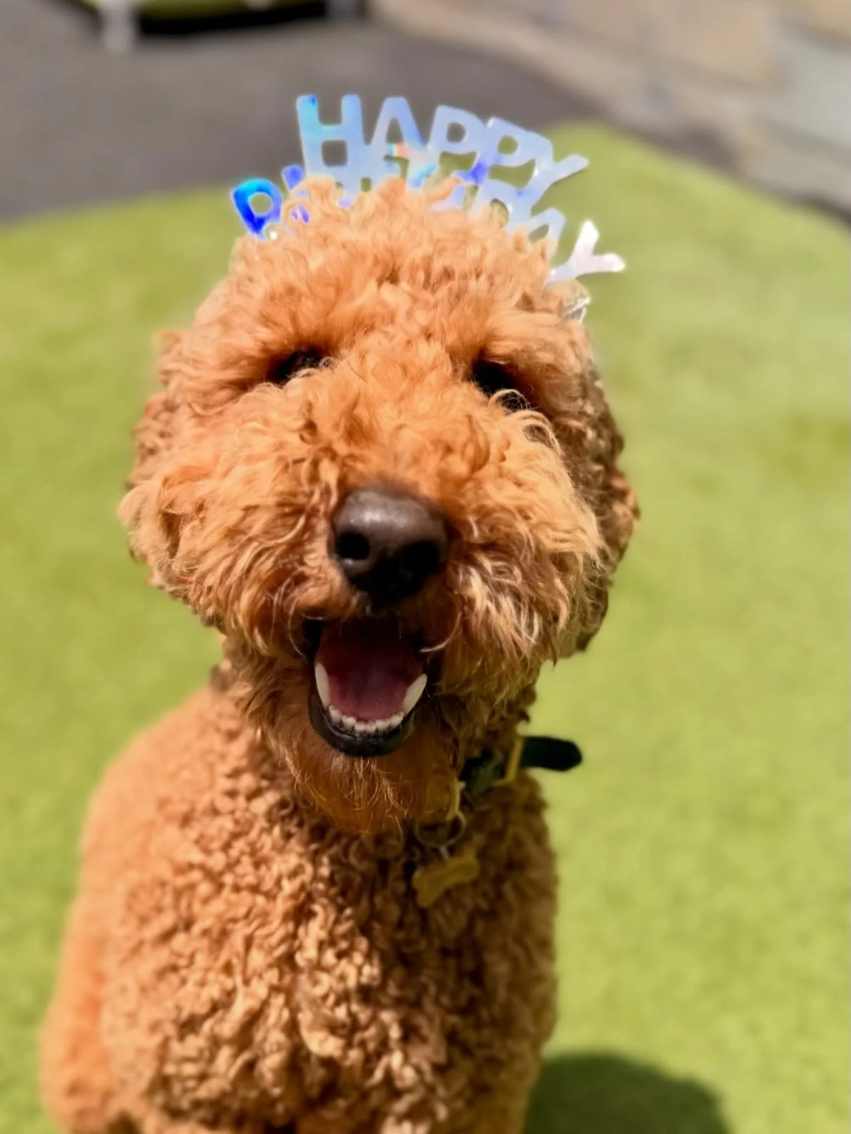 Happy Birthday Goose!!! 🎉