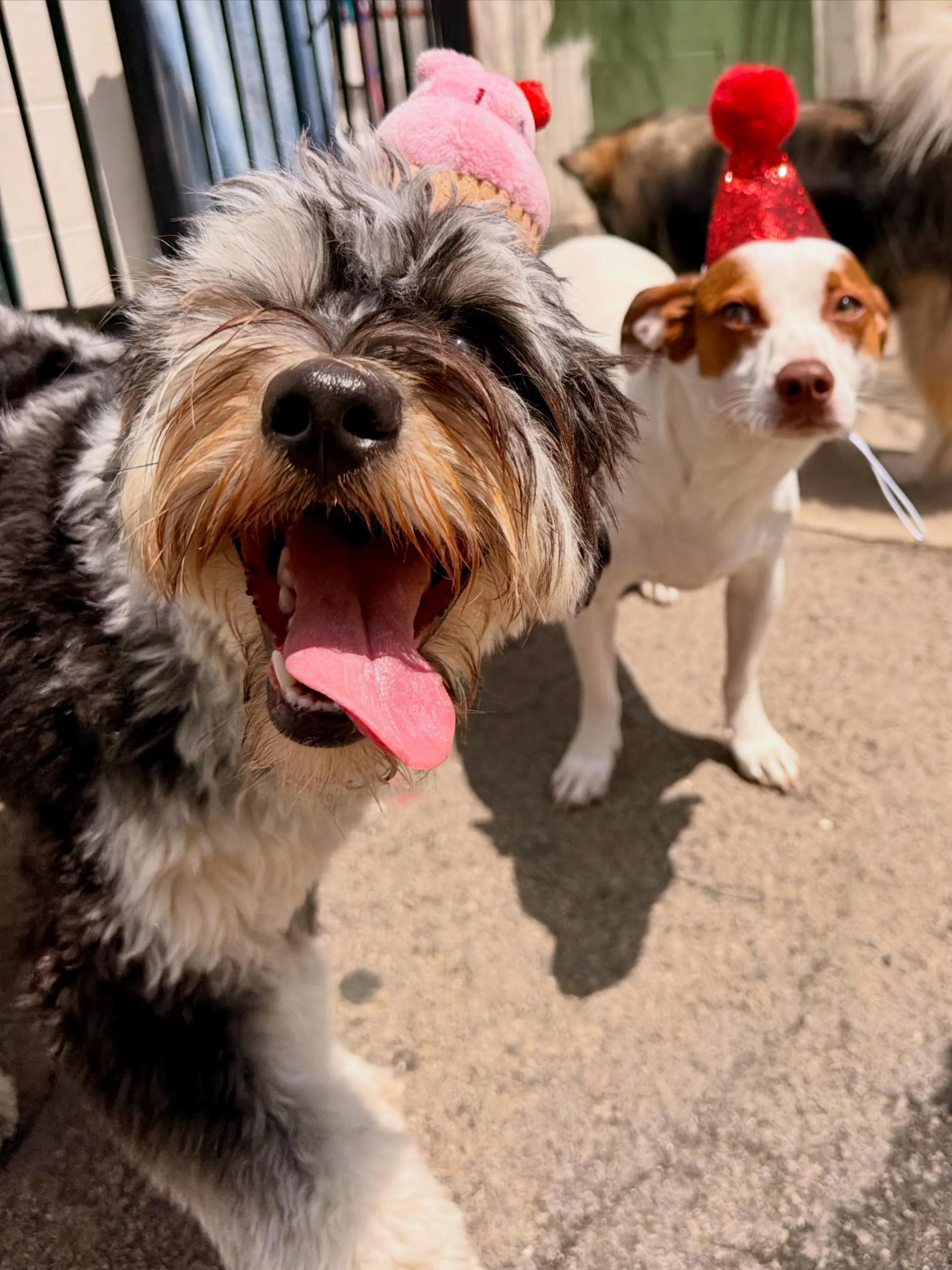 Happy Birthday Frida &amp; Harvey!!! 🎉🐾🐶