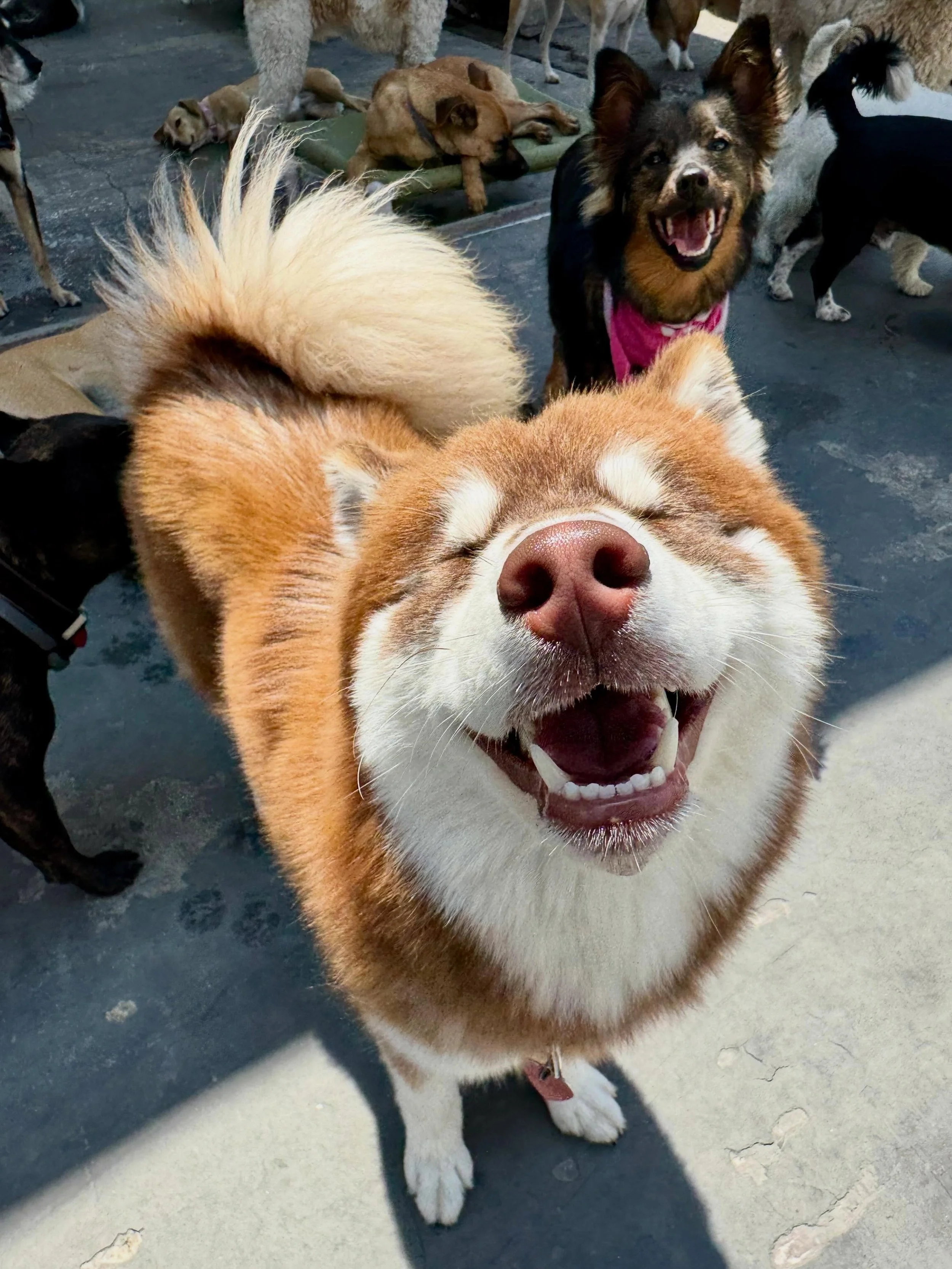 Small Fries 🍟 🐾☺️