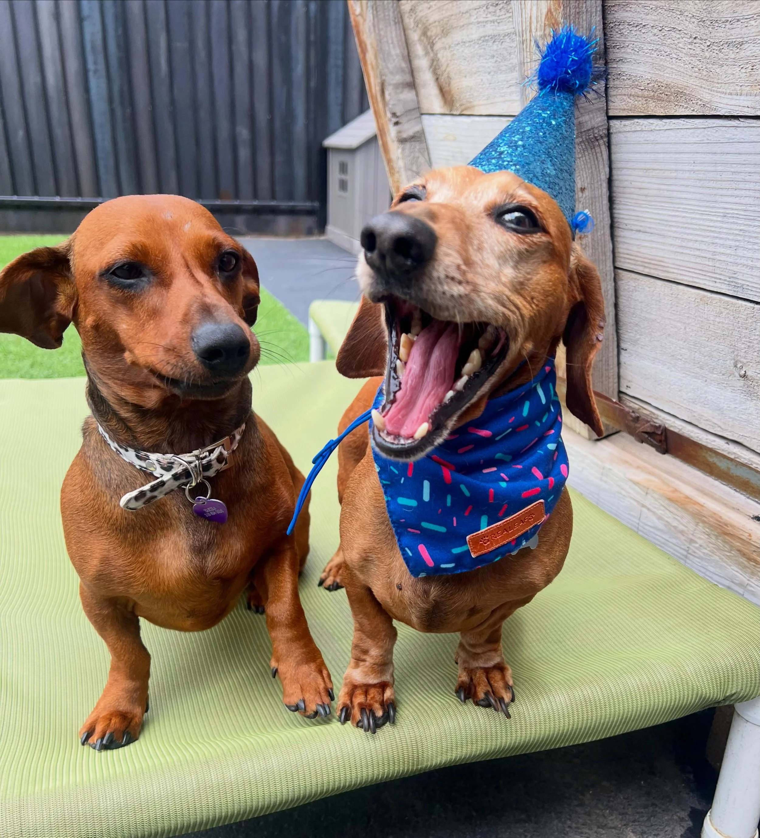 Happy Birthday Remy!!! 🎉
