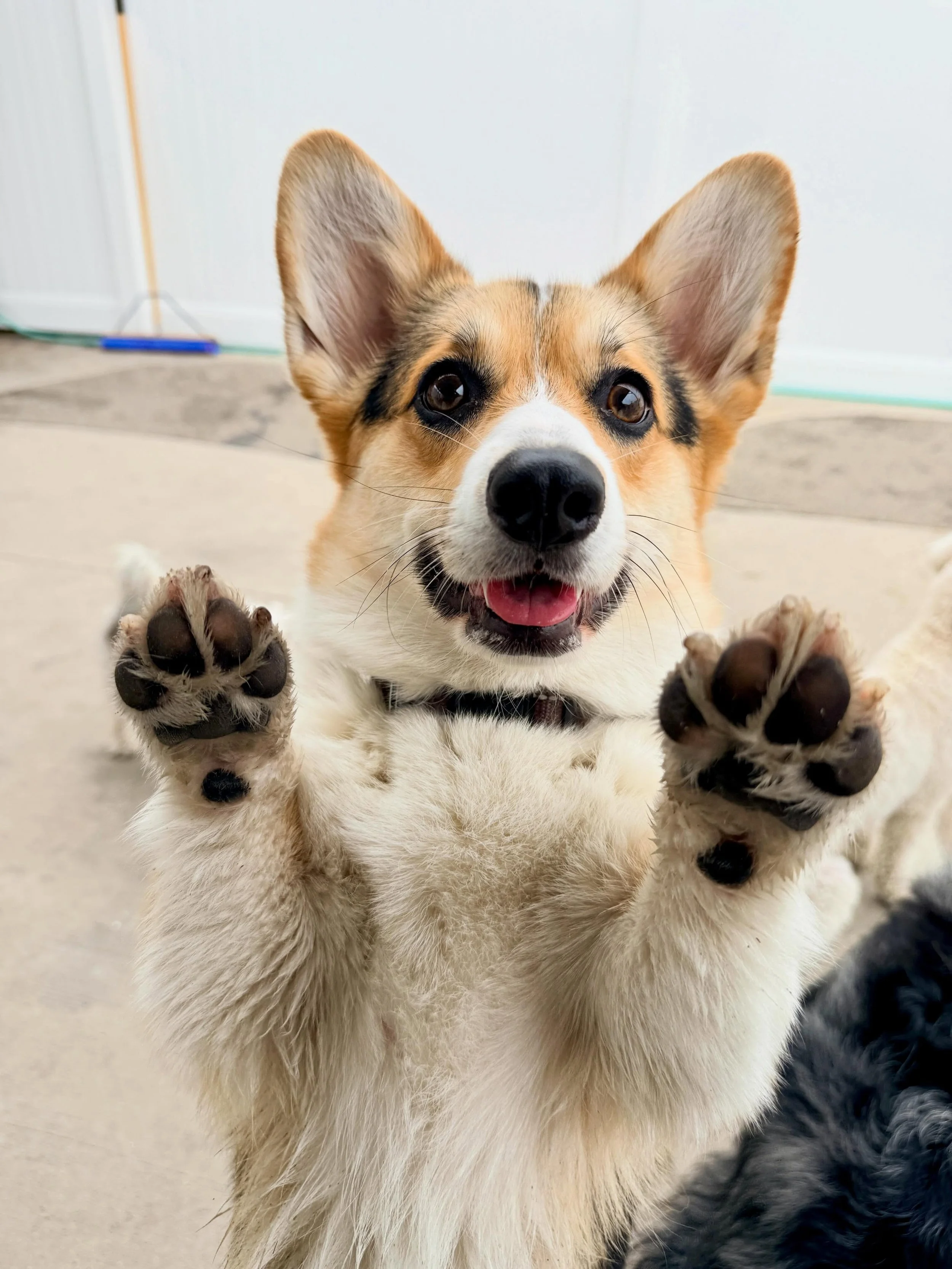 Two paws up for Monday! 🐾