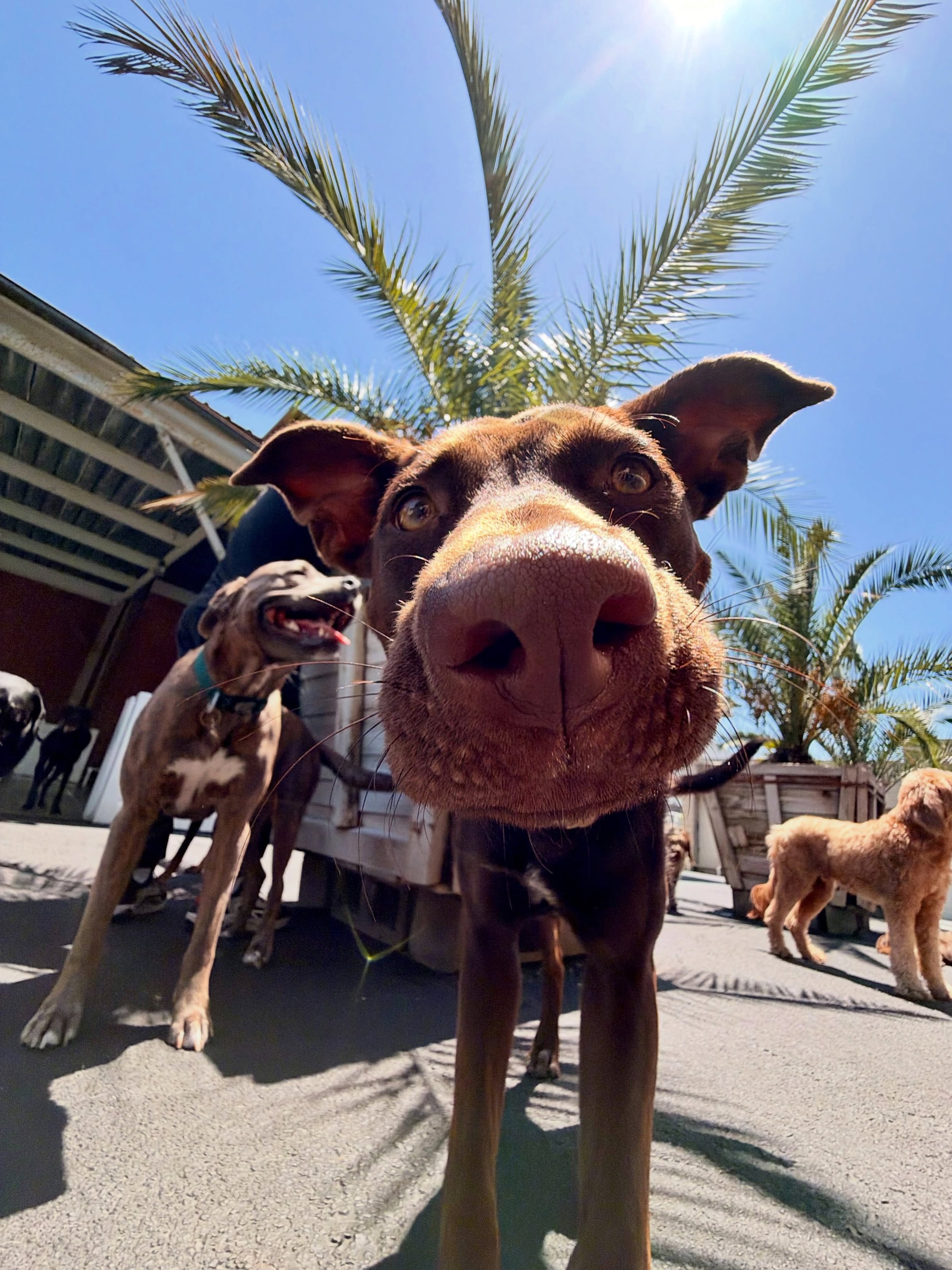 Today&rsquo;s pack 🐕