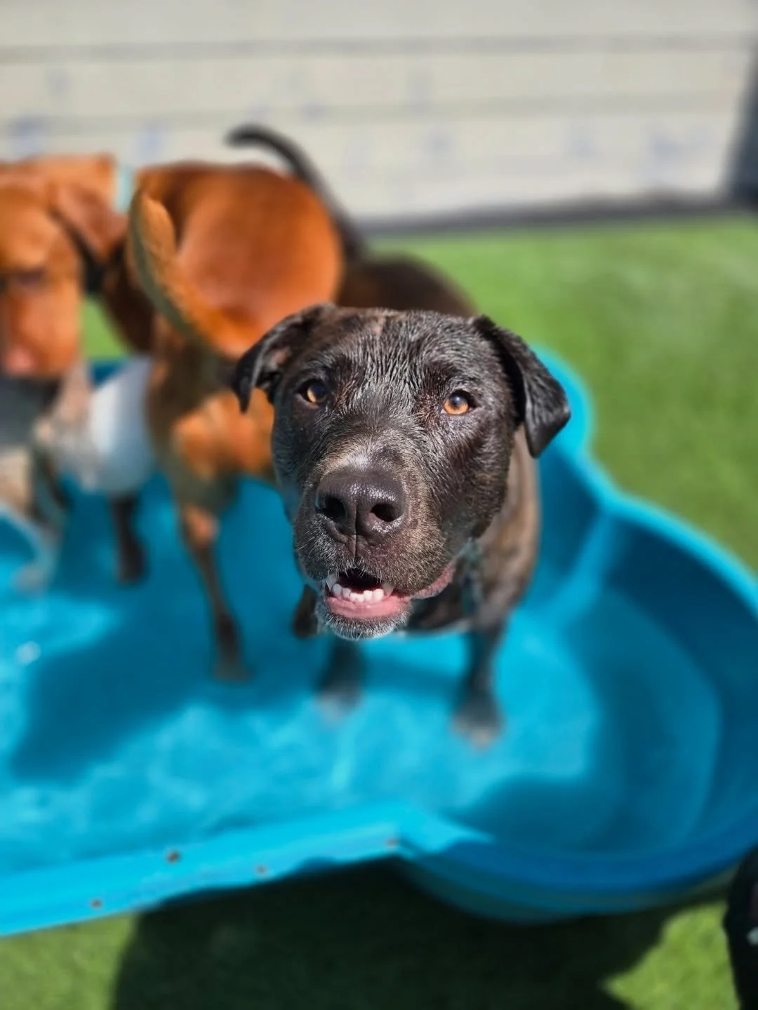 Pool Puppies 💦