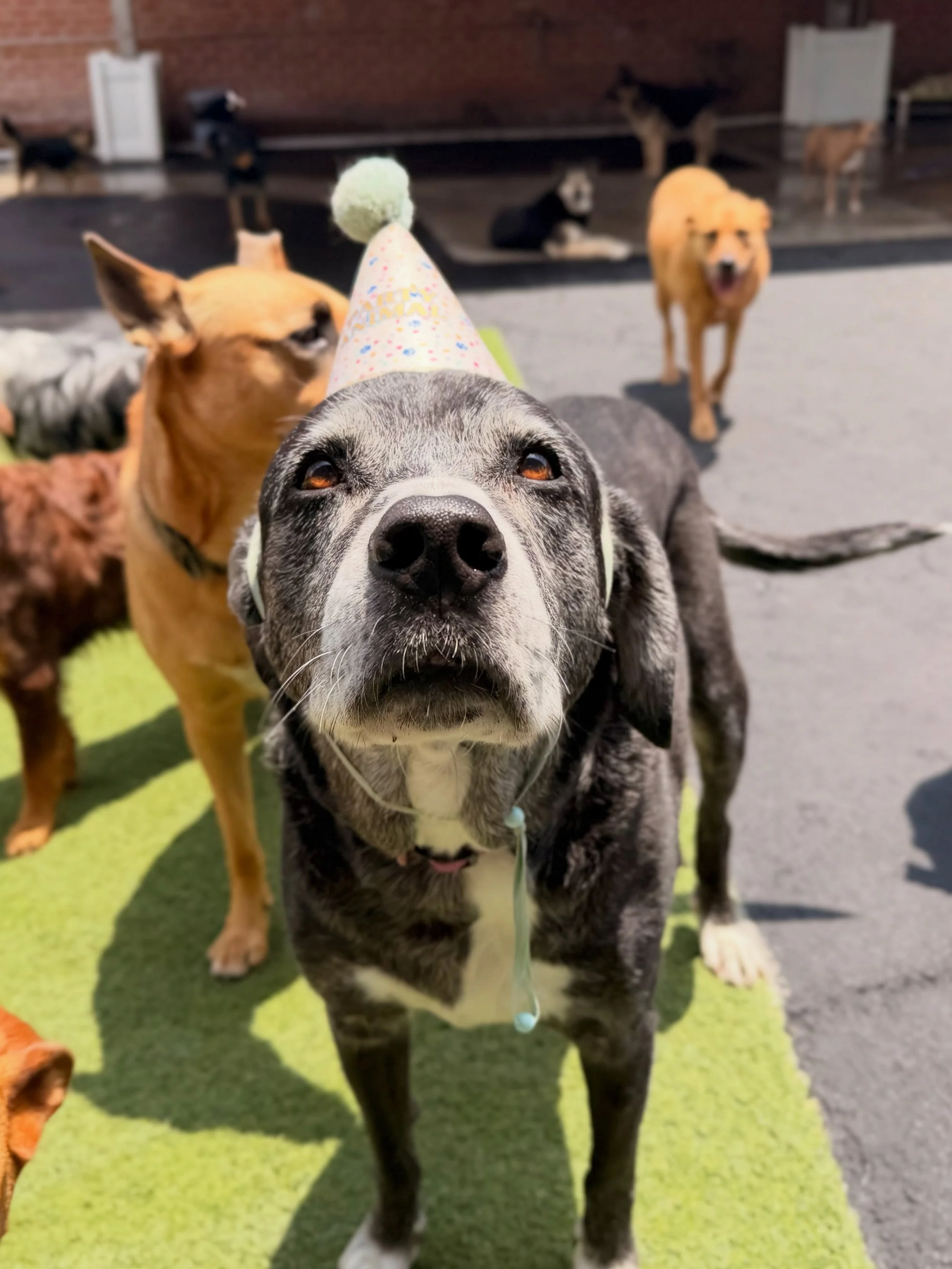 Happy Birthday Luna!!! 🎉