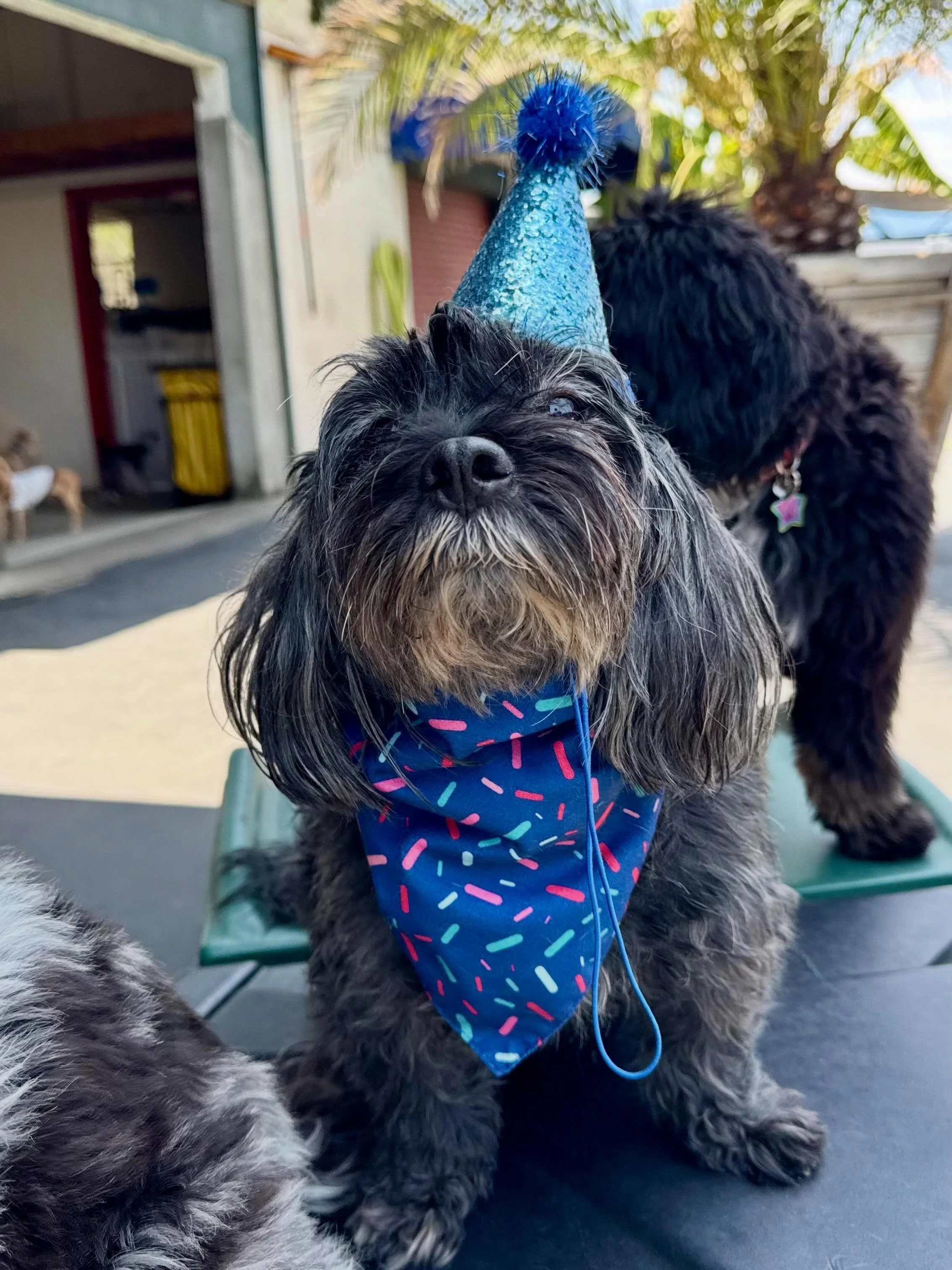 Happy Birthday Smokey &amp; Ollie!!! 🎈🎈🎈