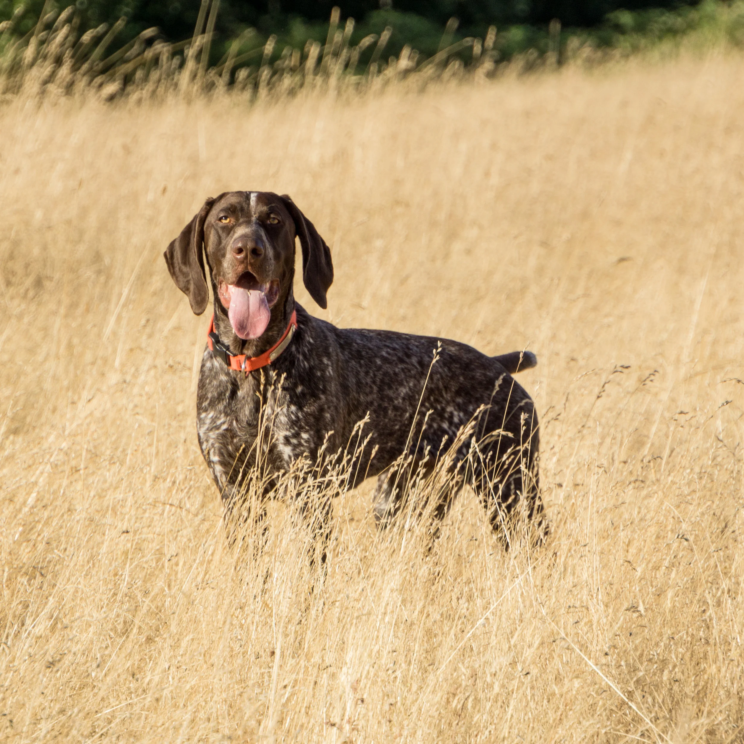 Hans in the field-1.jpg