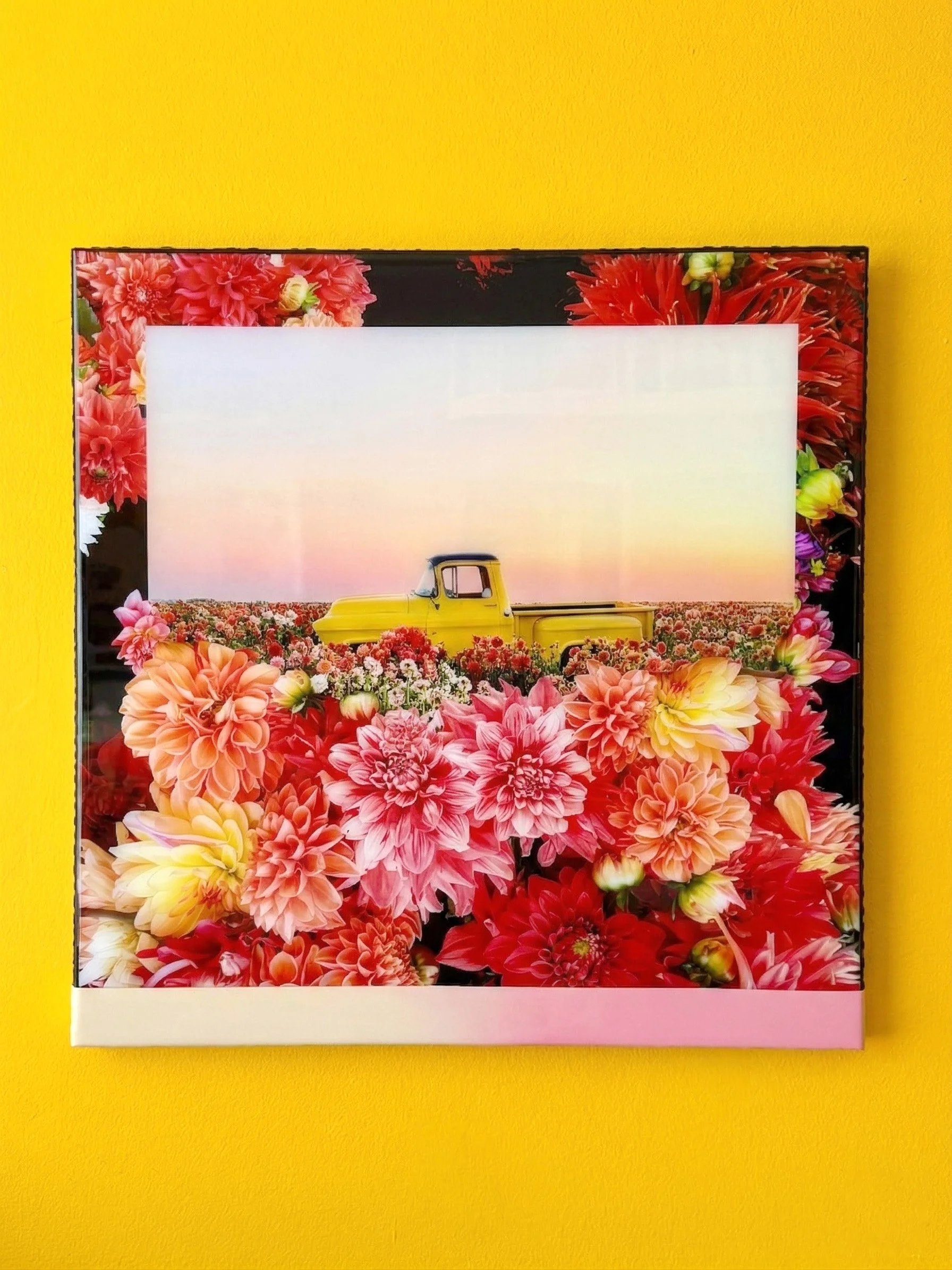 Dahlias At Dusk - 24"x24"x2" - (2 of 6 available for pre-order)