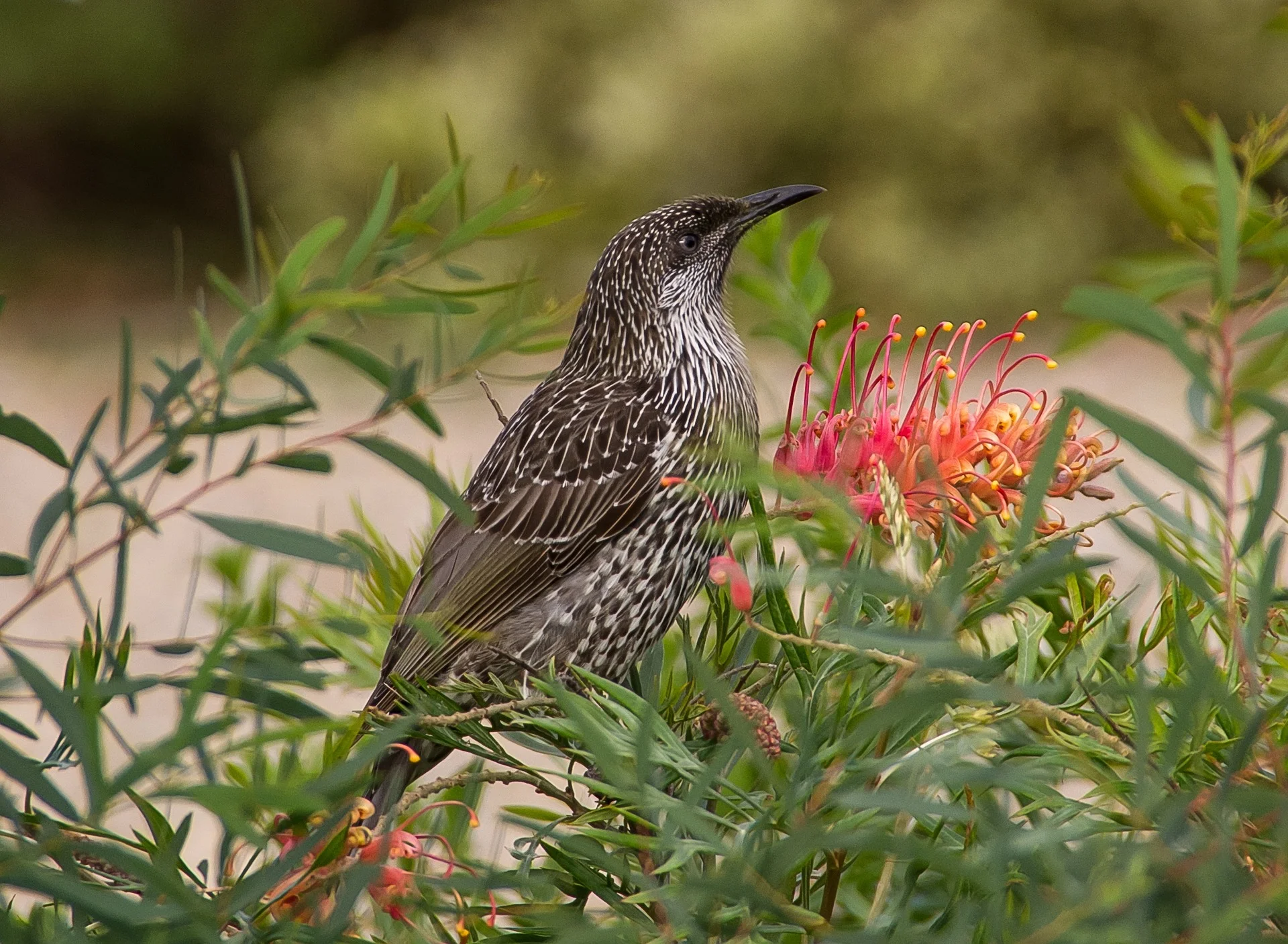 little-wattle-bird-786649_1920.jpg
