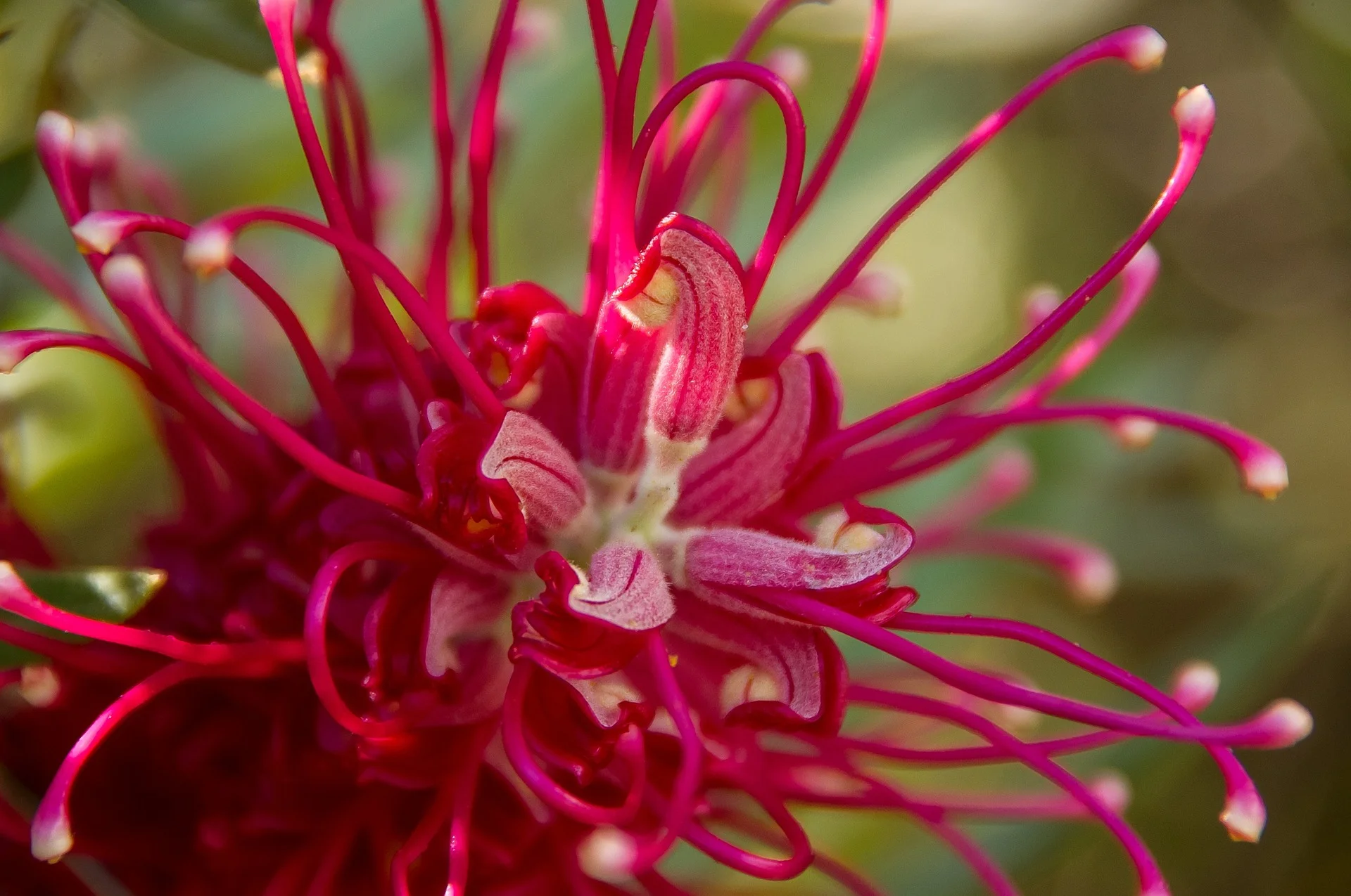 grevillea-1164136_1920.jpg