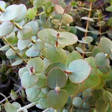 An 'apple' tree by name ... but not by nature