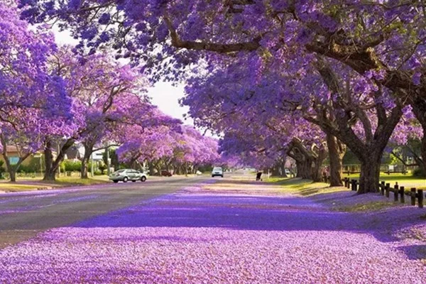 Festival sees brisk native plant sales