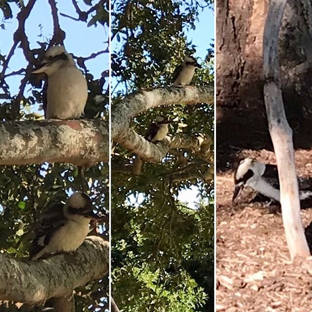 It&rsquo;s a Kookaburra kind of morning! #peacehavenpark #highfields #toowoombaregion #visitdarlingdowns #sqcountry #wellcampairport #brisbane #discoverqueensland #australia