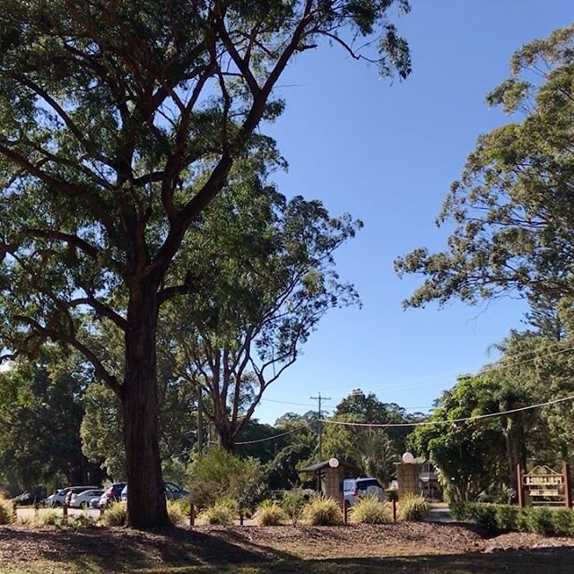 Listen to the sounds of the birds! #peacehavenpark #highfields #toowoombaregion #visitdarlingdowns #sqcountry #wellcampairport #brisbane #discoverqueensland #australia