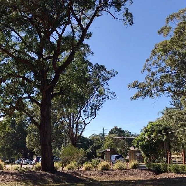 Listen to the sounds of the birds! #peacehavenpark #highfields #toowoombaregion #visitdarlingdowns #sqcountry #wellcampairport #brisbane #discoverqueensland #australia