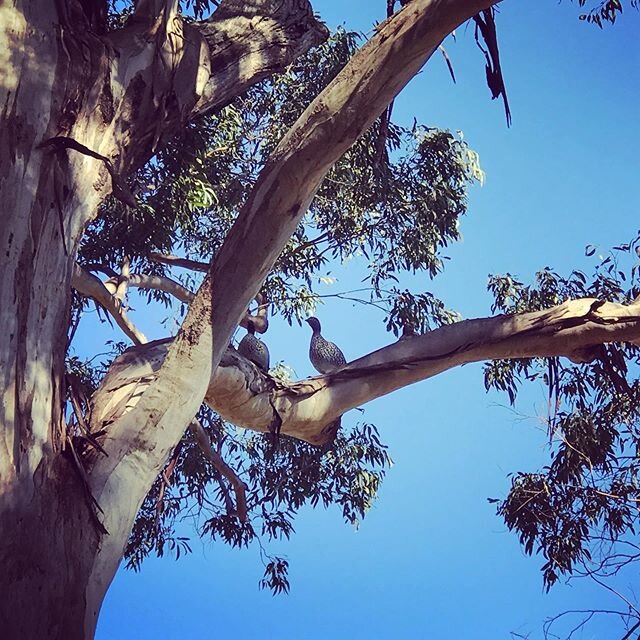 Ducks peering at me from their nesting tree #peacehavenpark #highfields #toowoombaregion #sqcountry #visitdarlingdowns #brisbane #discoverqueensland #australia