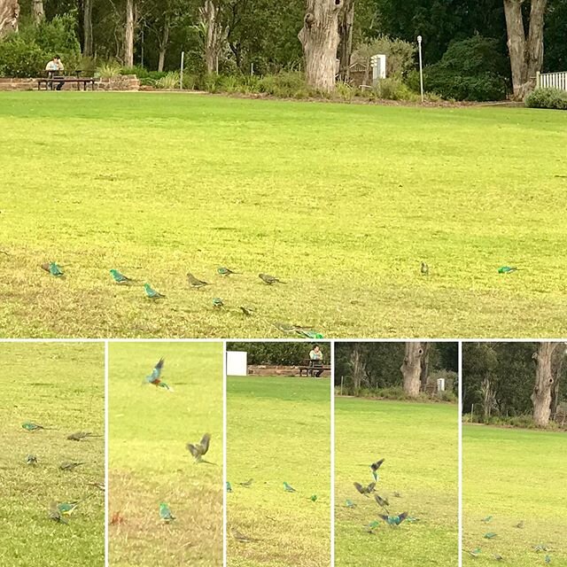 Flighty red rumped grass parrots flocking together in the park! #peacehavenpark #highfields #toowoombaregion #visitdarlingdowns #sqcountry #discoverqueensland #brisbane #australia