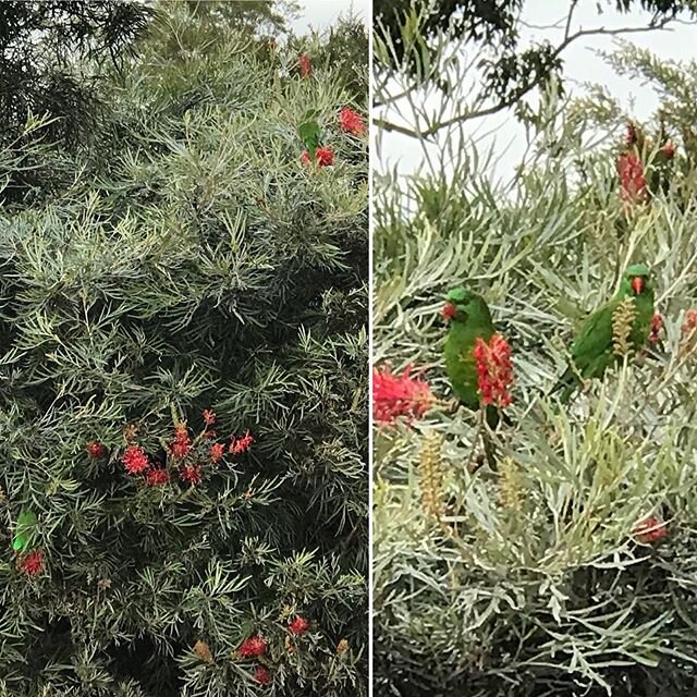 Spot the scaly breasted lorikeets! #peacehavenpark #highfields #toowoombaregion #visitdarlingdowns #sqcountry #brisbane #discoverqueensland #australia