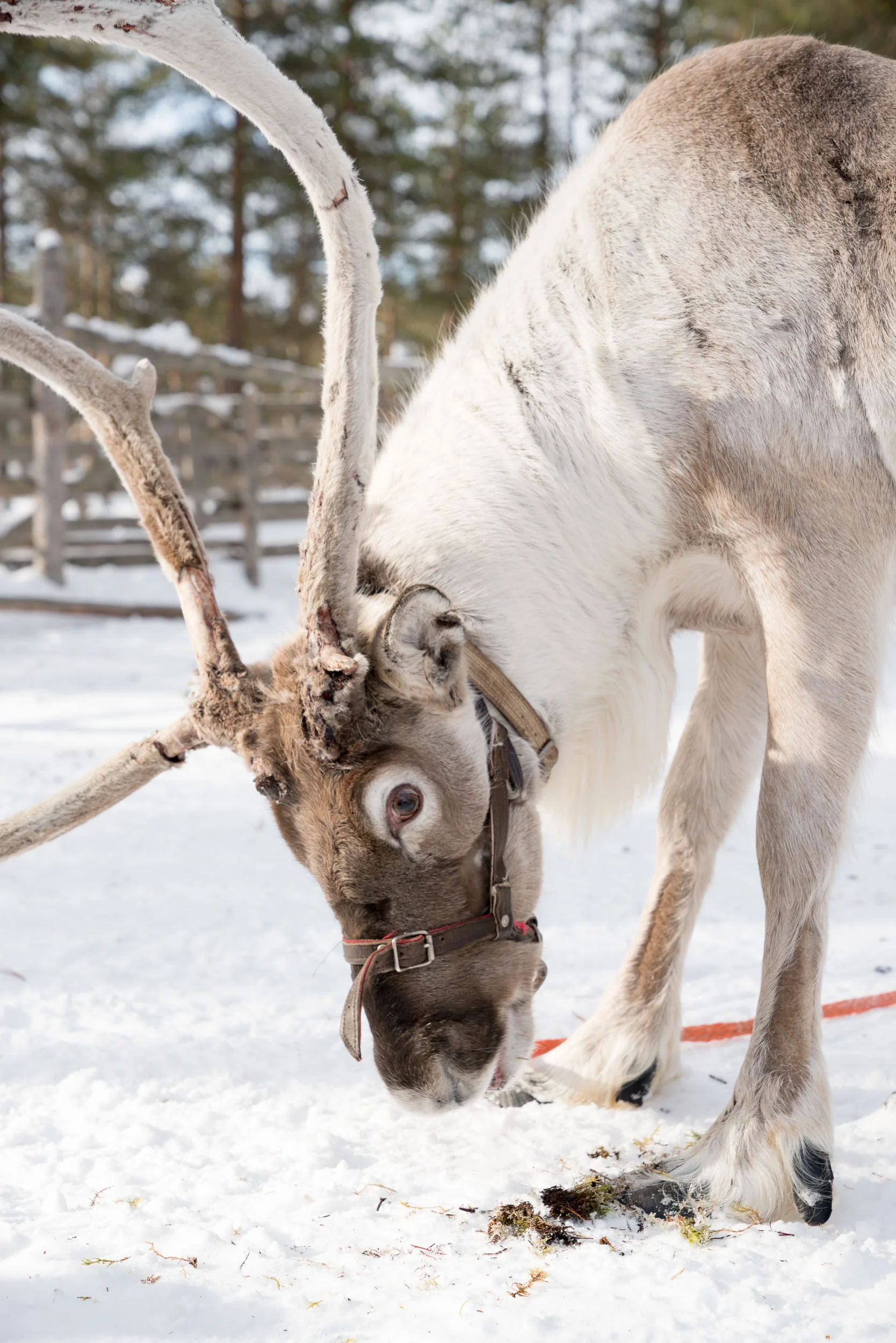 the_getaway_edit_finland_levi_levin_iglut_golden_crown-1.jpg