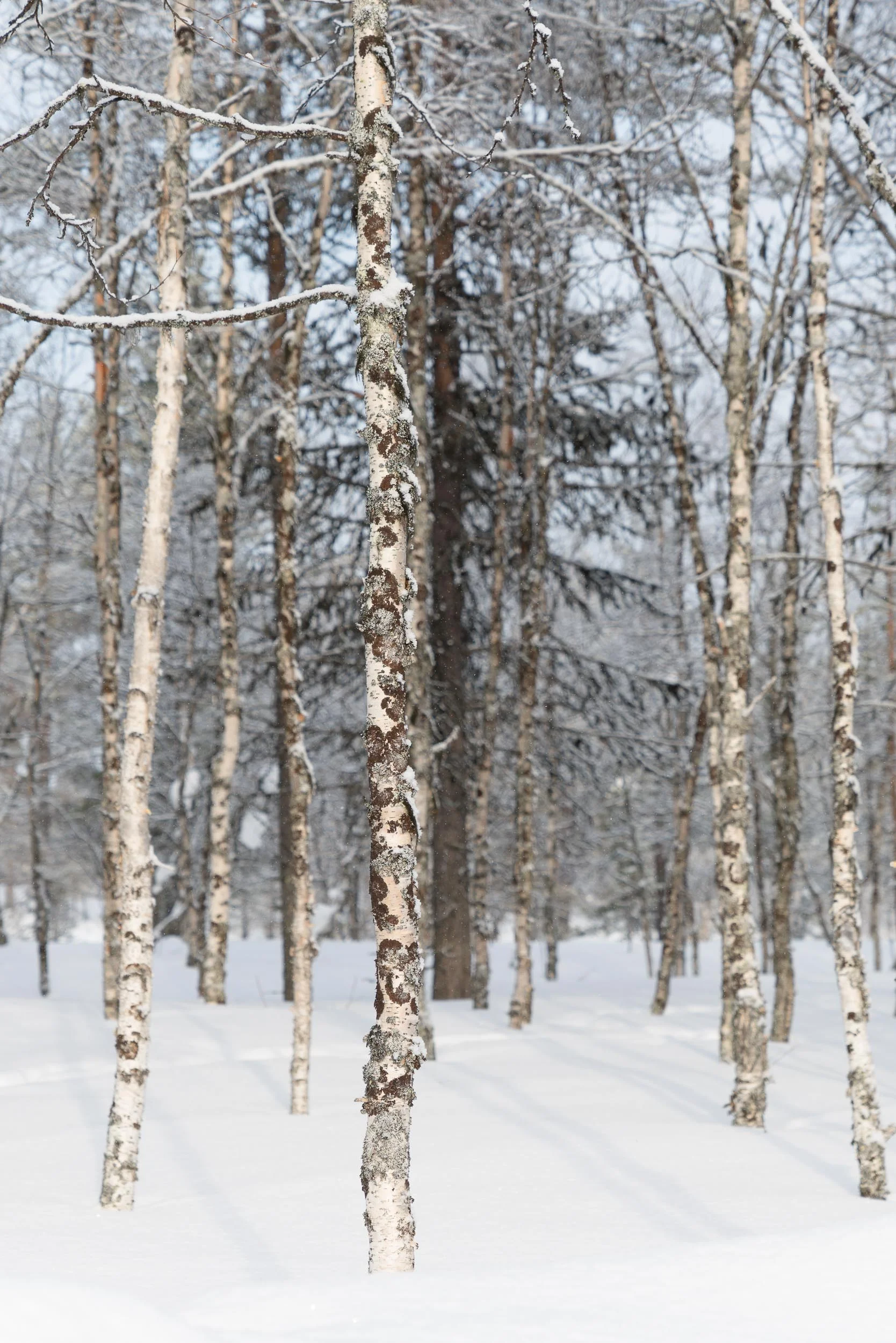 the_getaway_edit_finland_kakslauttanen_arctic_resort-5.jpg