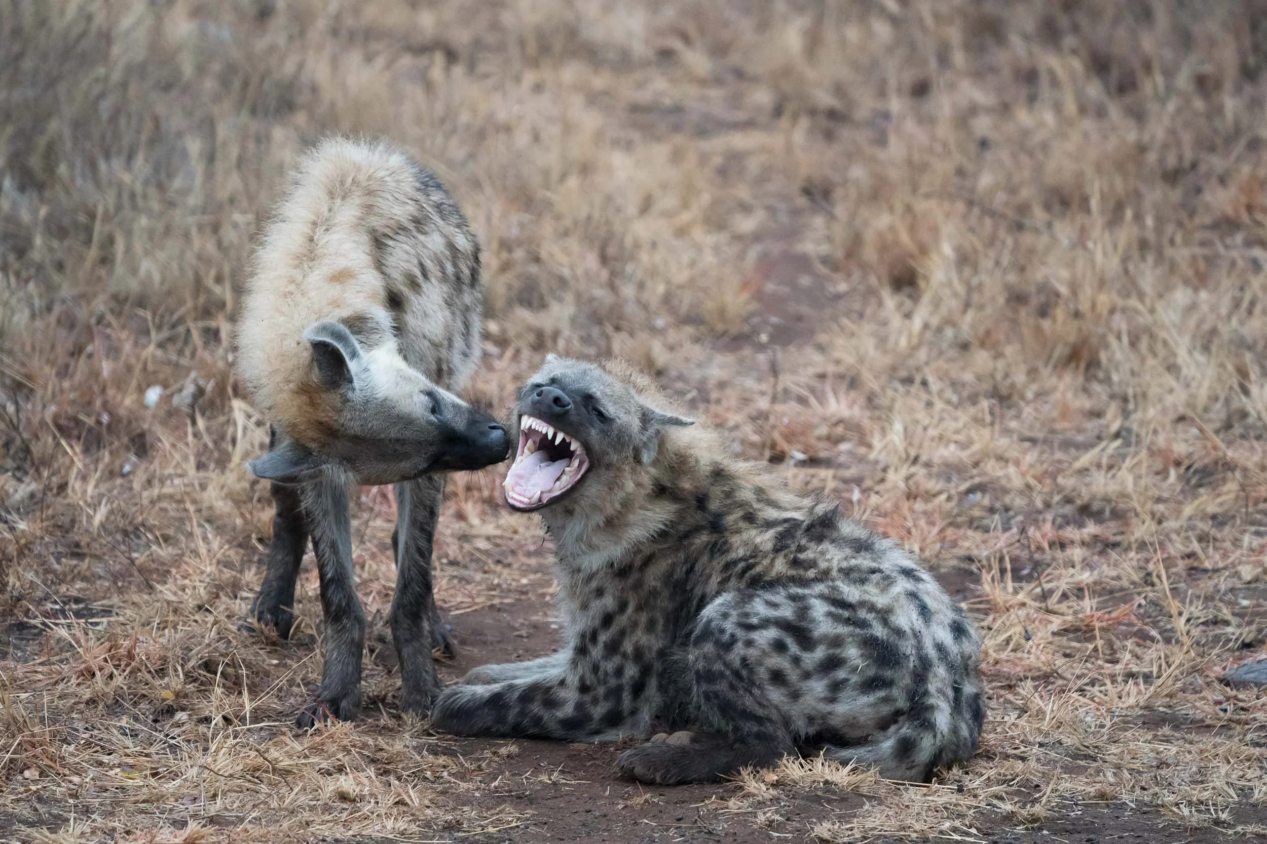 the_getaway_edit_south_africa_safari_lion_sands_game_reserve-34.jpg