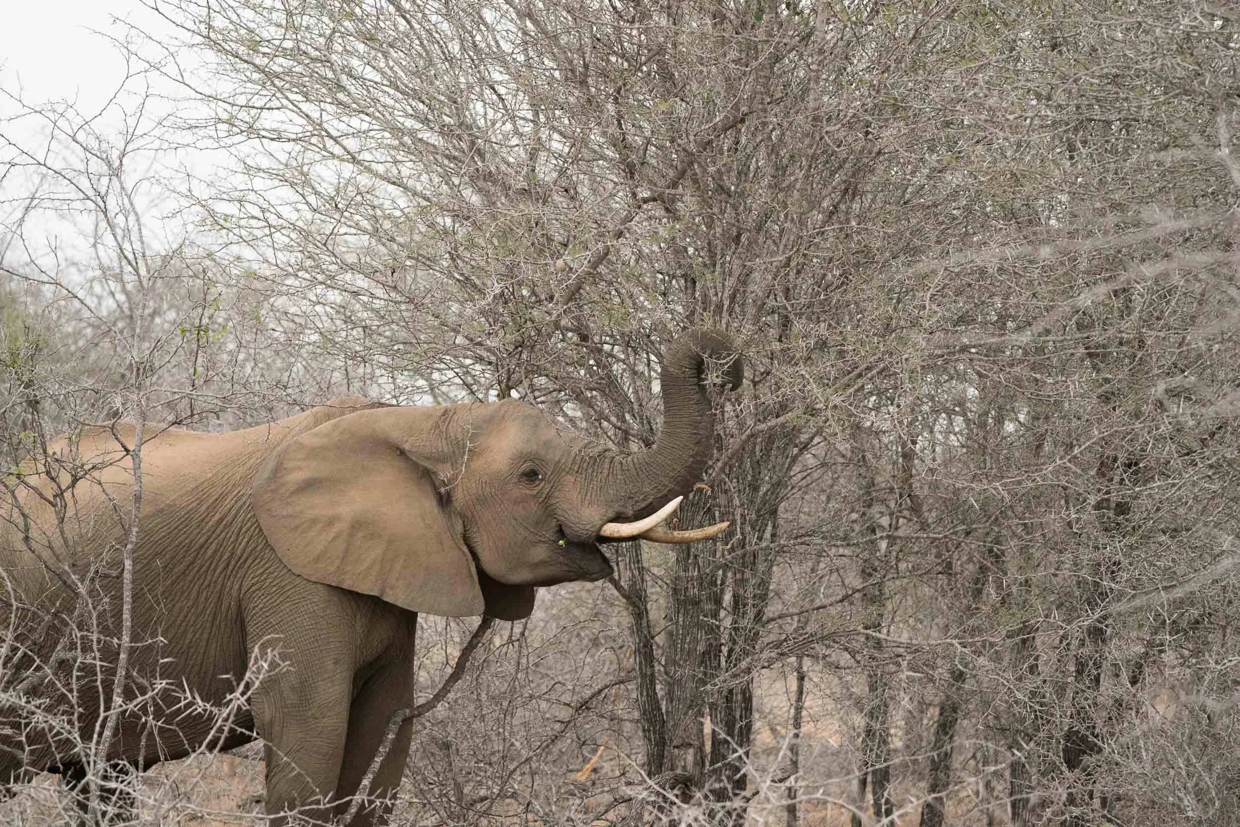 the_getaway_edit_south_africa_safari_lion_sands_game_reserve-30.jpg