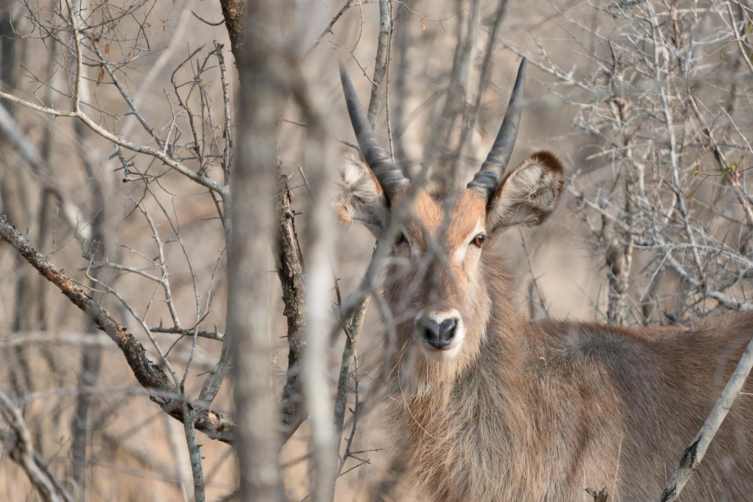 the_getaway_edit_south_africa_safari_lion_sands_game_reserve-22.jpg