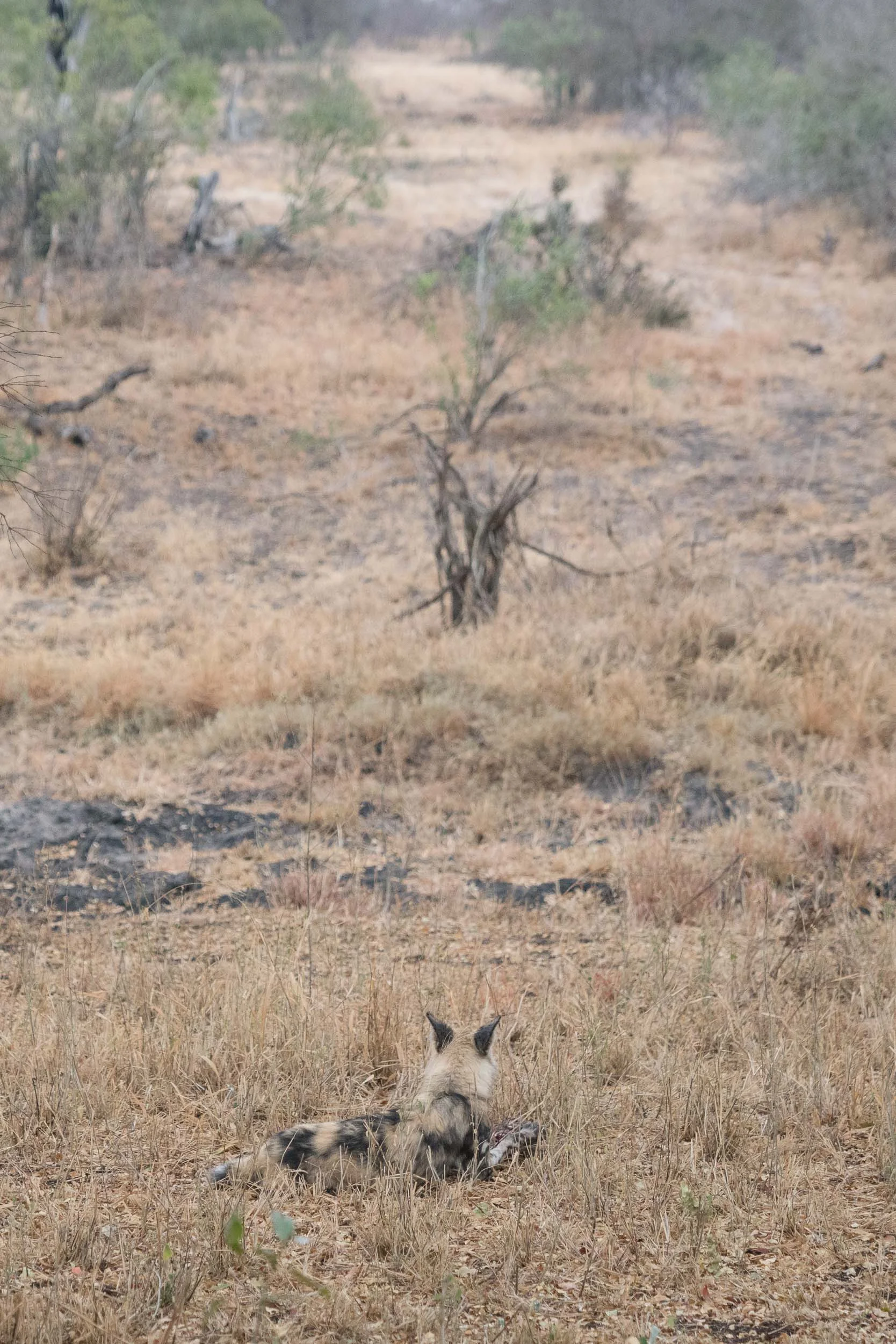 the_getaway_edit_south_africa_safari_lion_sands_game_reserve-41.jpg