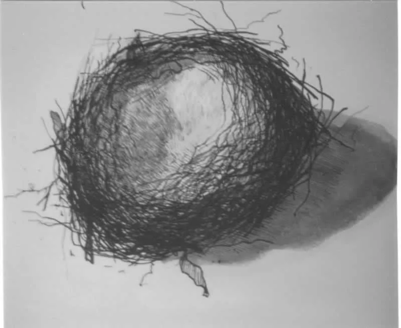 nest