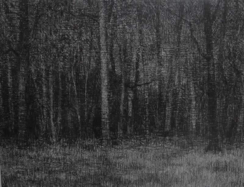 trees in winter